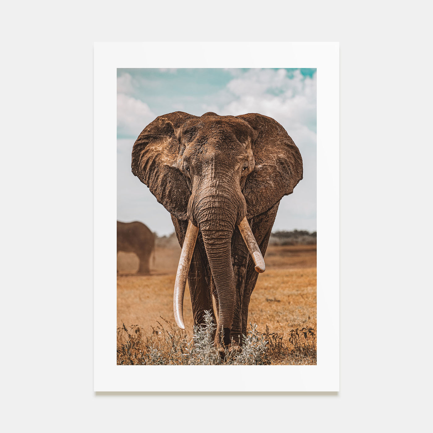Elephant Photo Color No 3 Poster