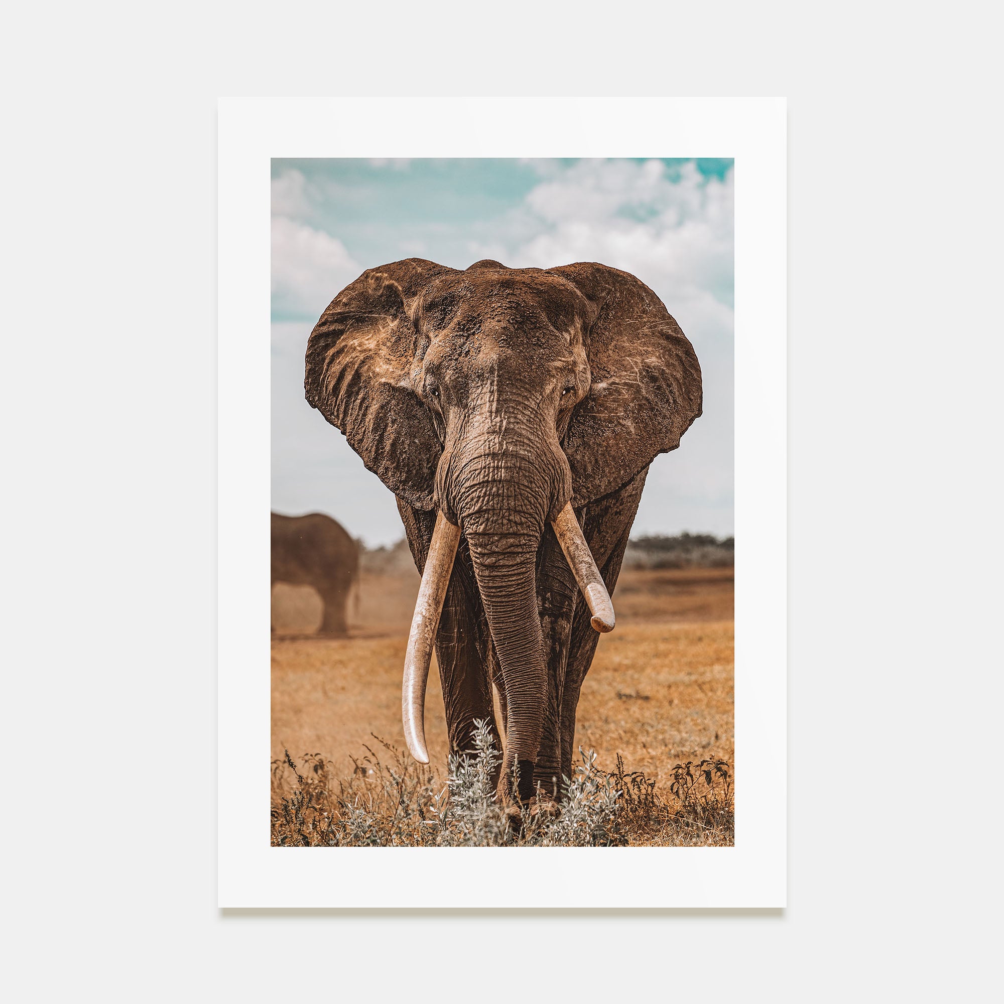 Elephant Photo Color No 3 Poster