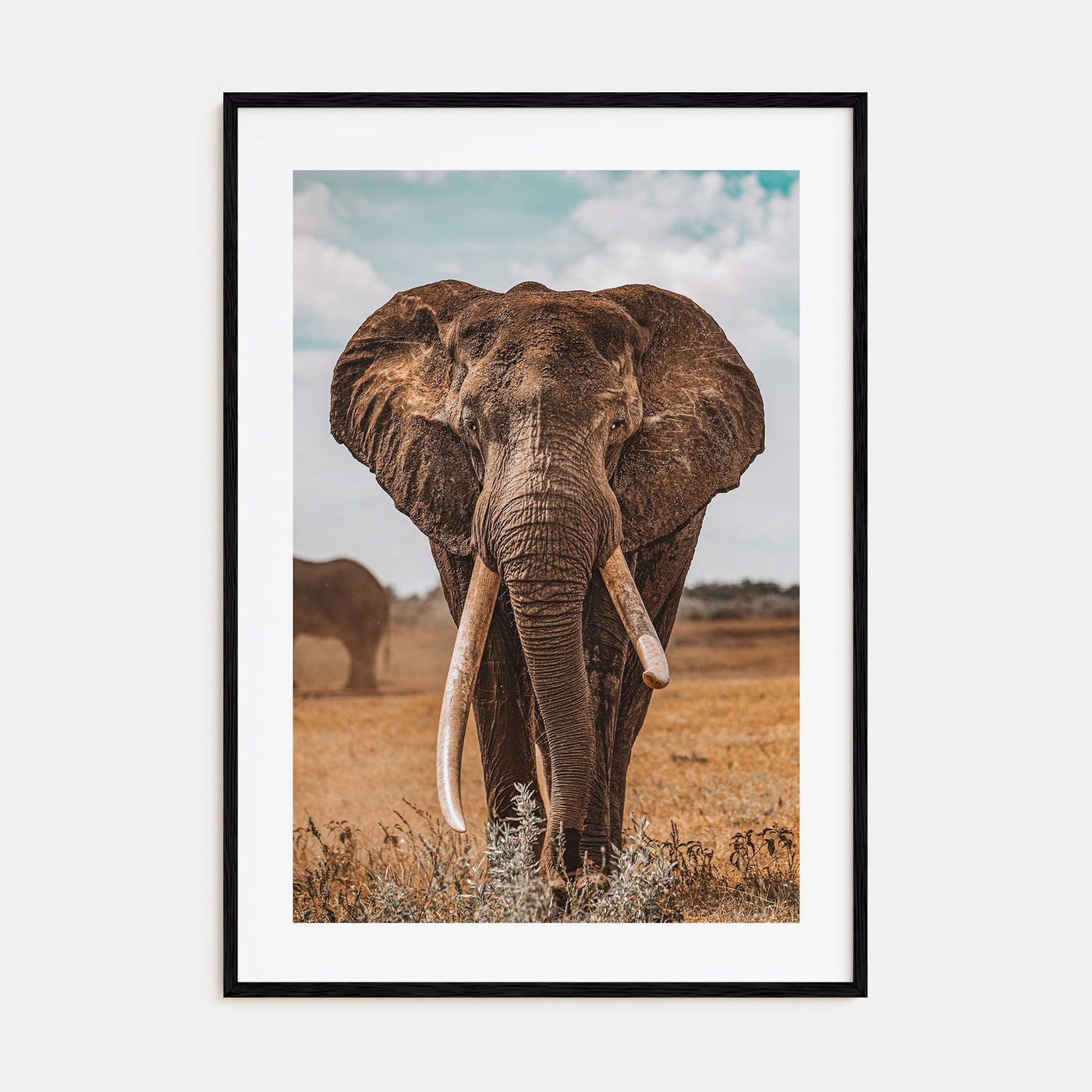 Elephant Photo Color No 3 Poster