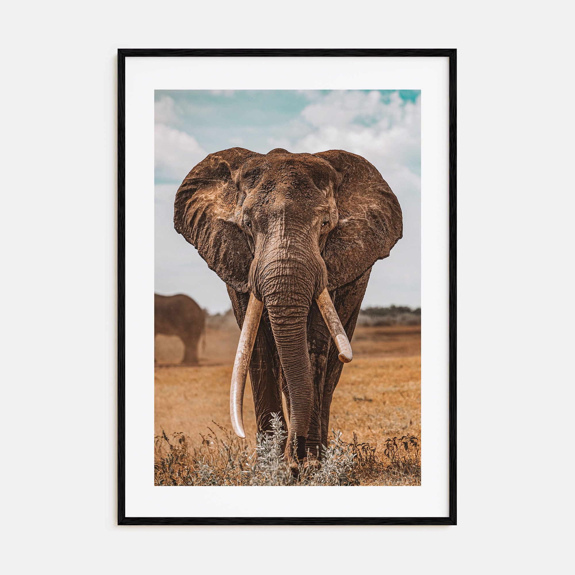 Elephant Photo Color No 3 Poster