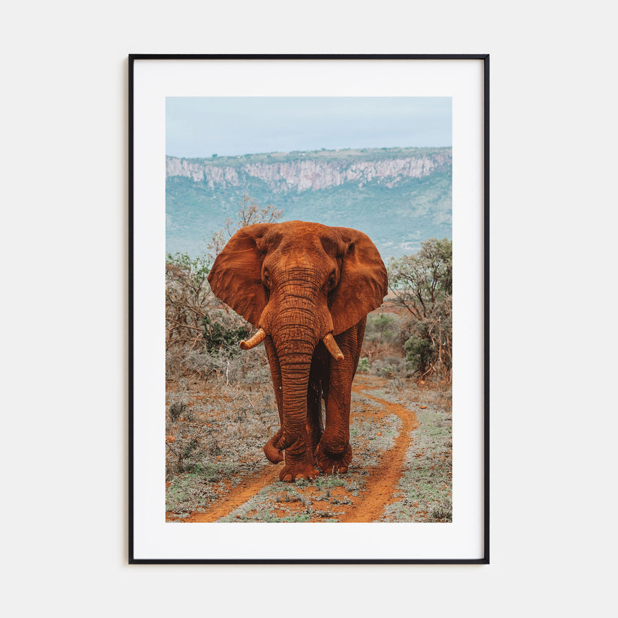 Elephant Photo Color No 4 Poster