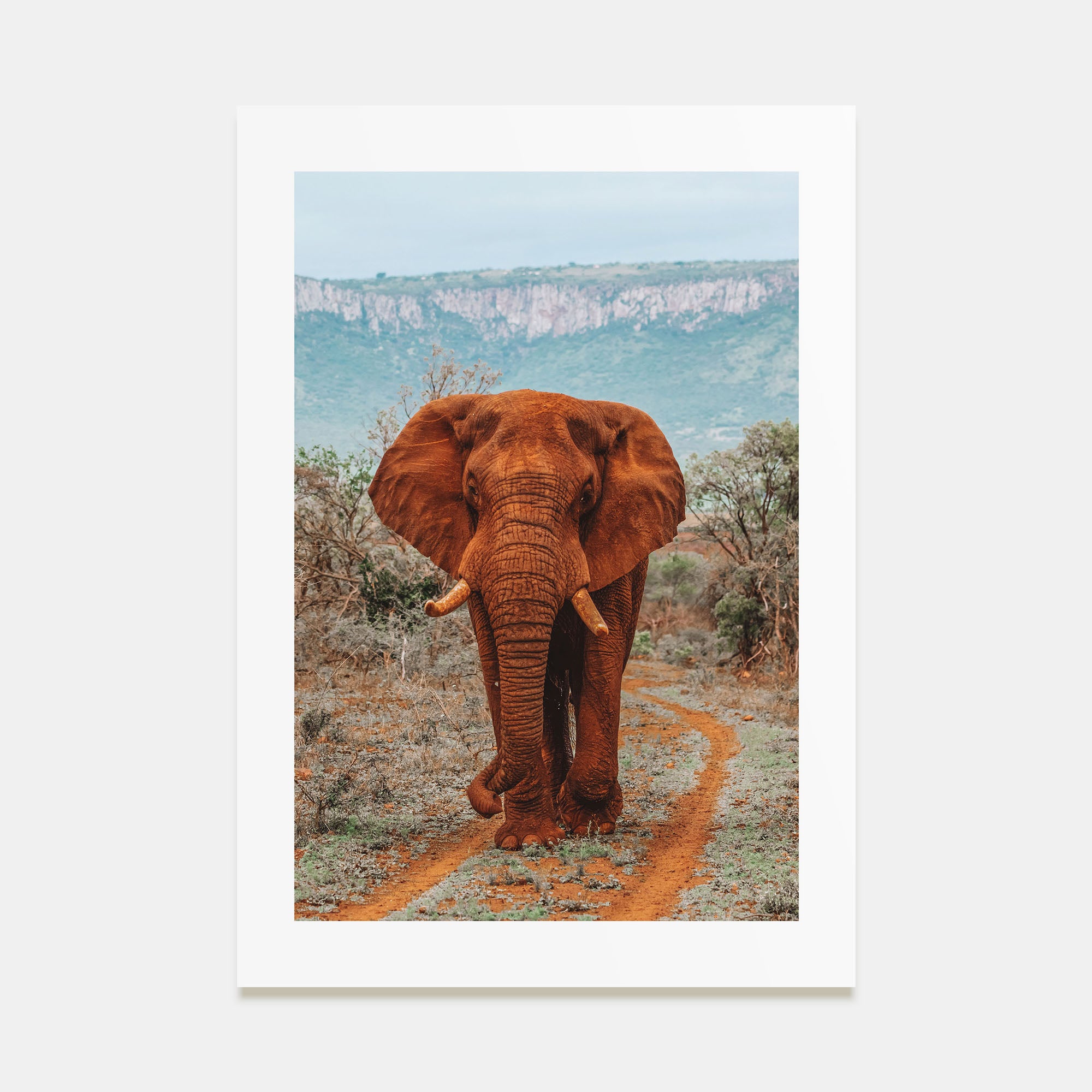 Elephant Photo Color No 4 Poster