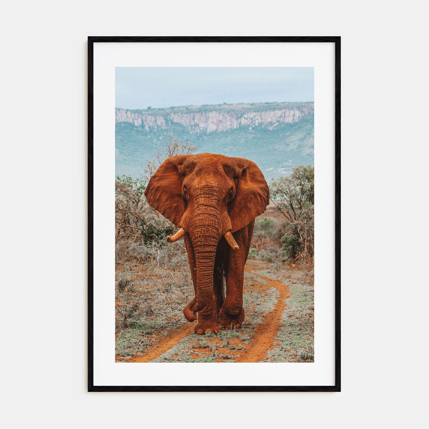 Elephant Photo Color No 4 Poster