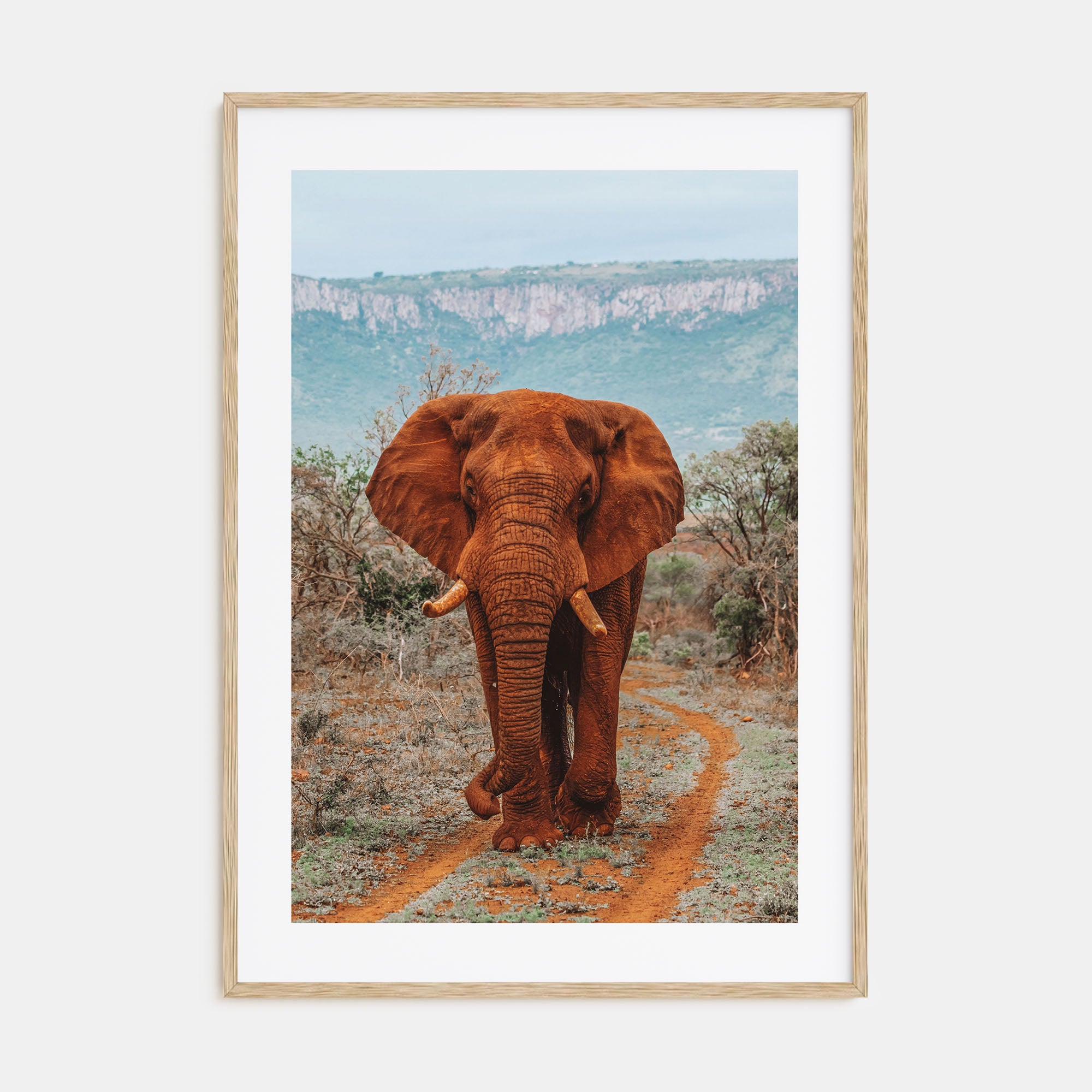 Elephant Photo Color No 4 Poster
