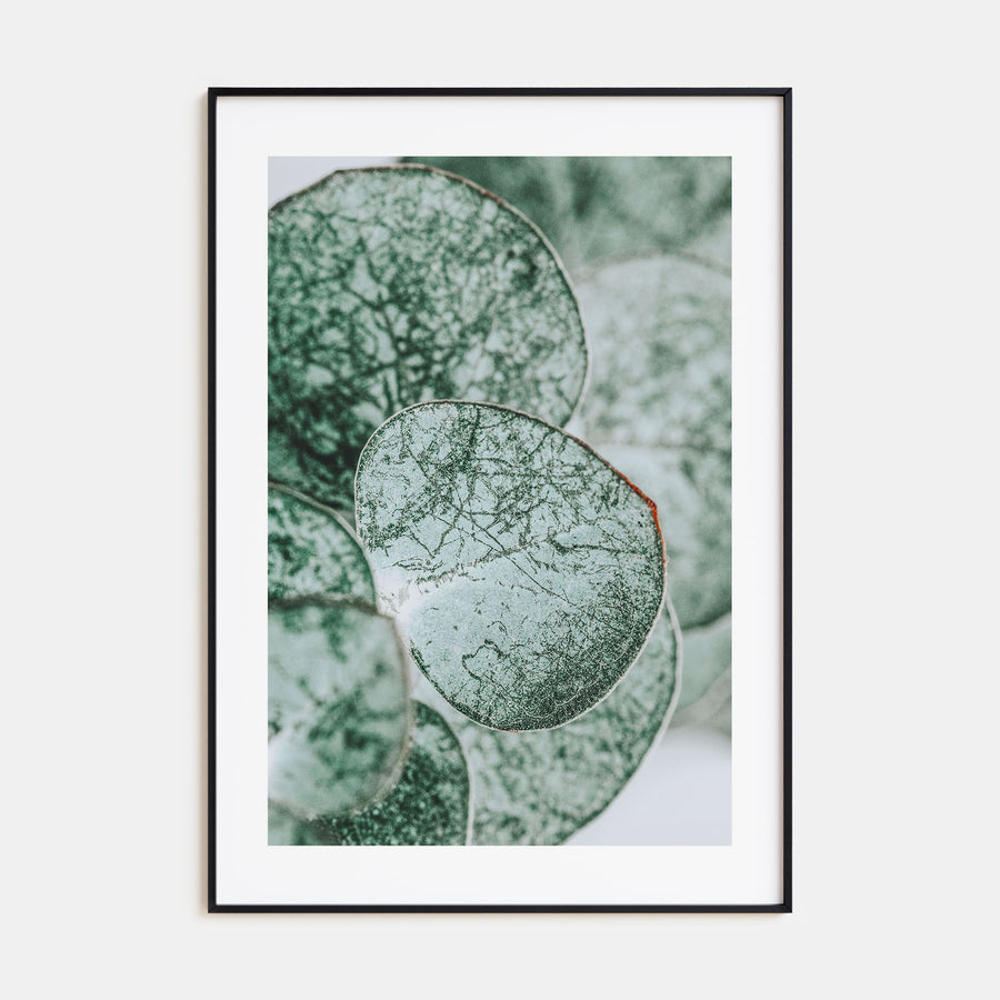 Eucalyptus Leaves Photo Color Poster