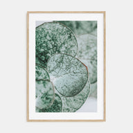 Eucalyptus Leaves Photo Color Poster