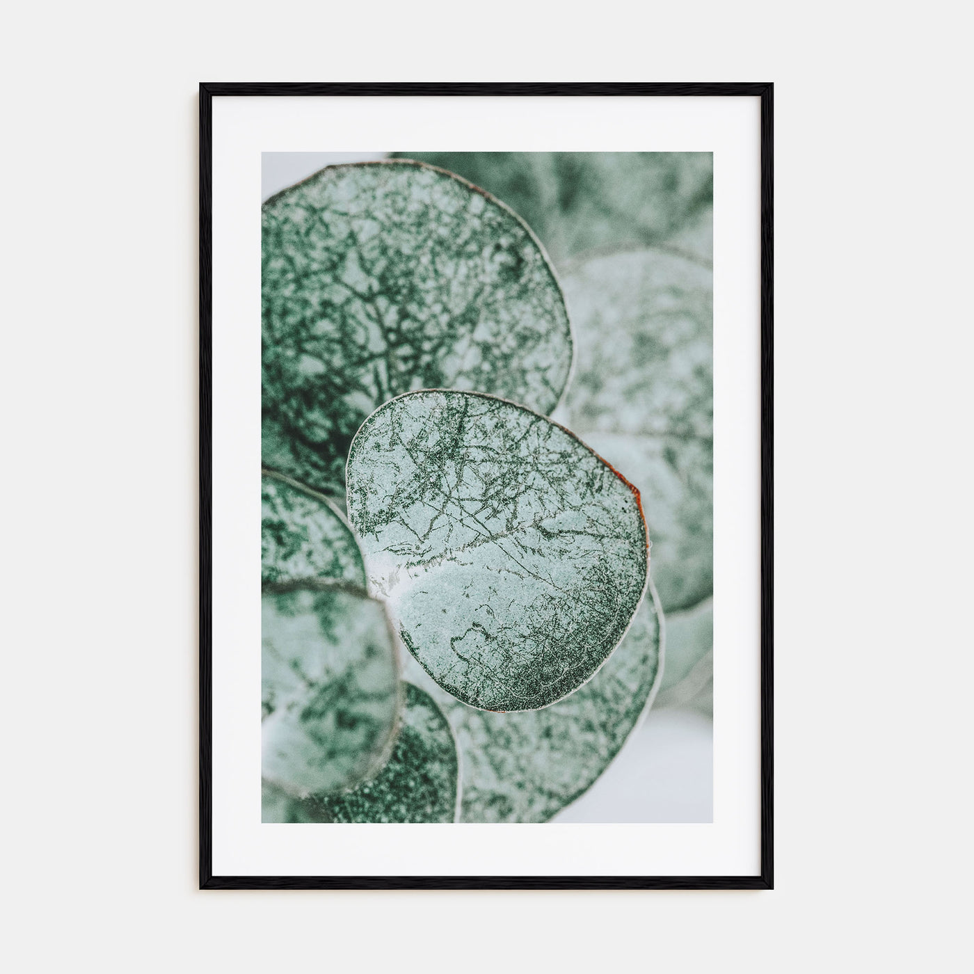 Eucalyptus Leaves Photo Color Poster