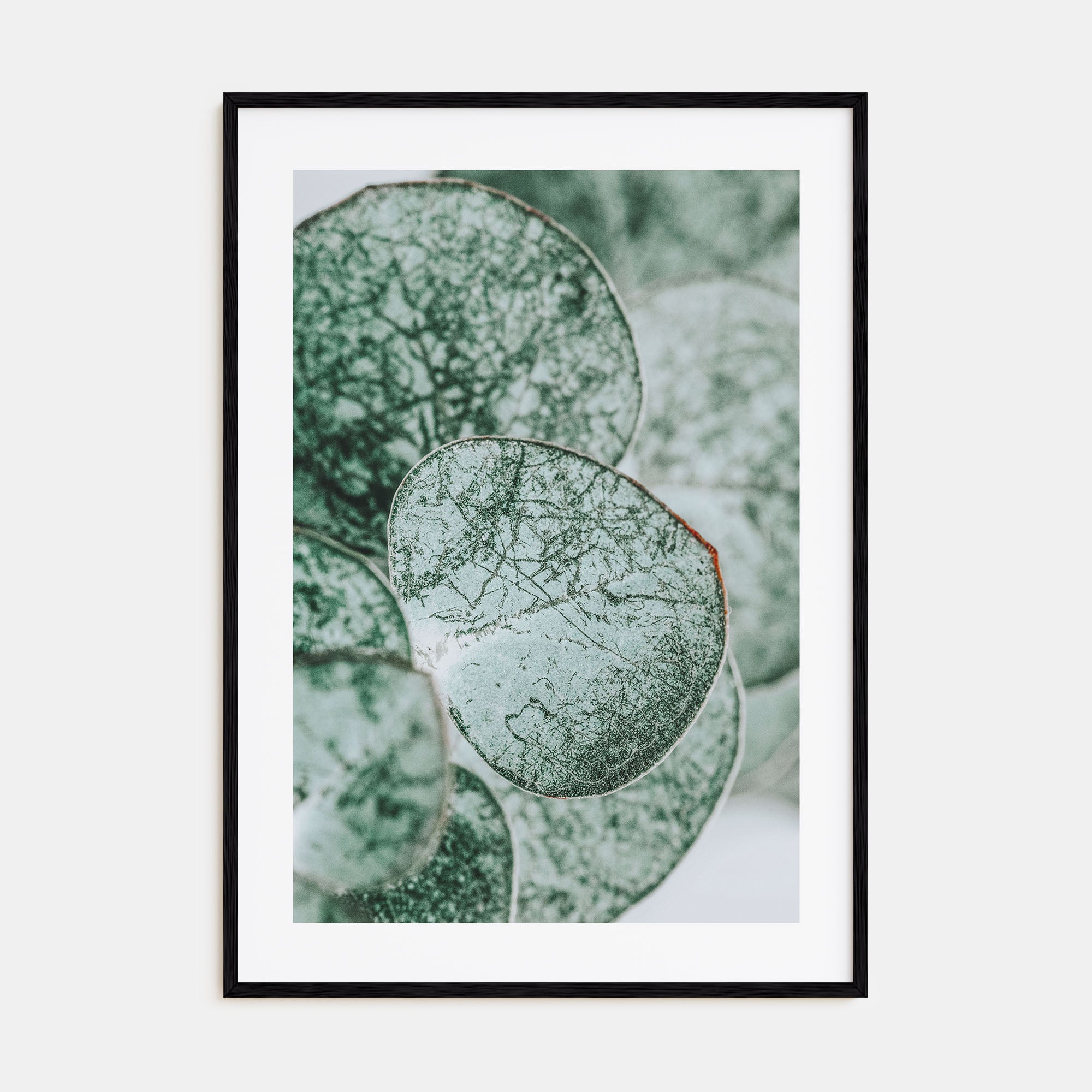 Eucalyptus Leaves Photo Color Poster