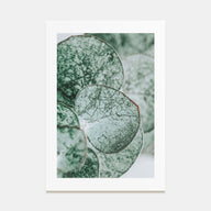 Eucalyptus Leaves Photo Color Poster