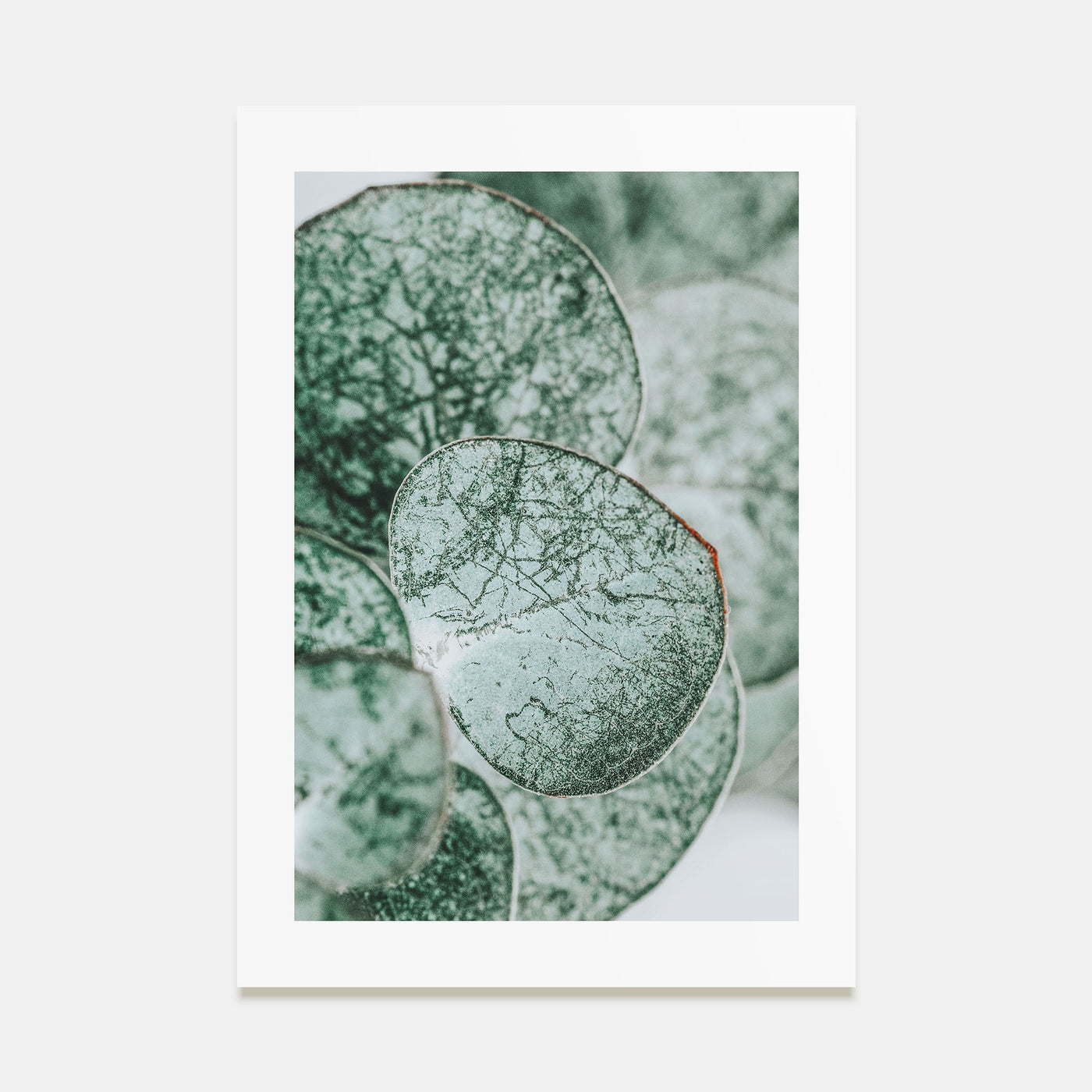 Eucalyptus Leaves Photo Color Poster