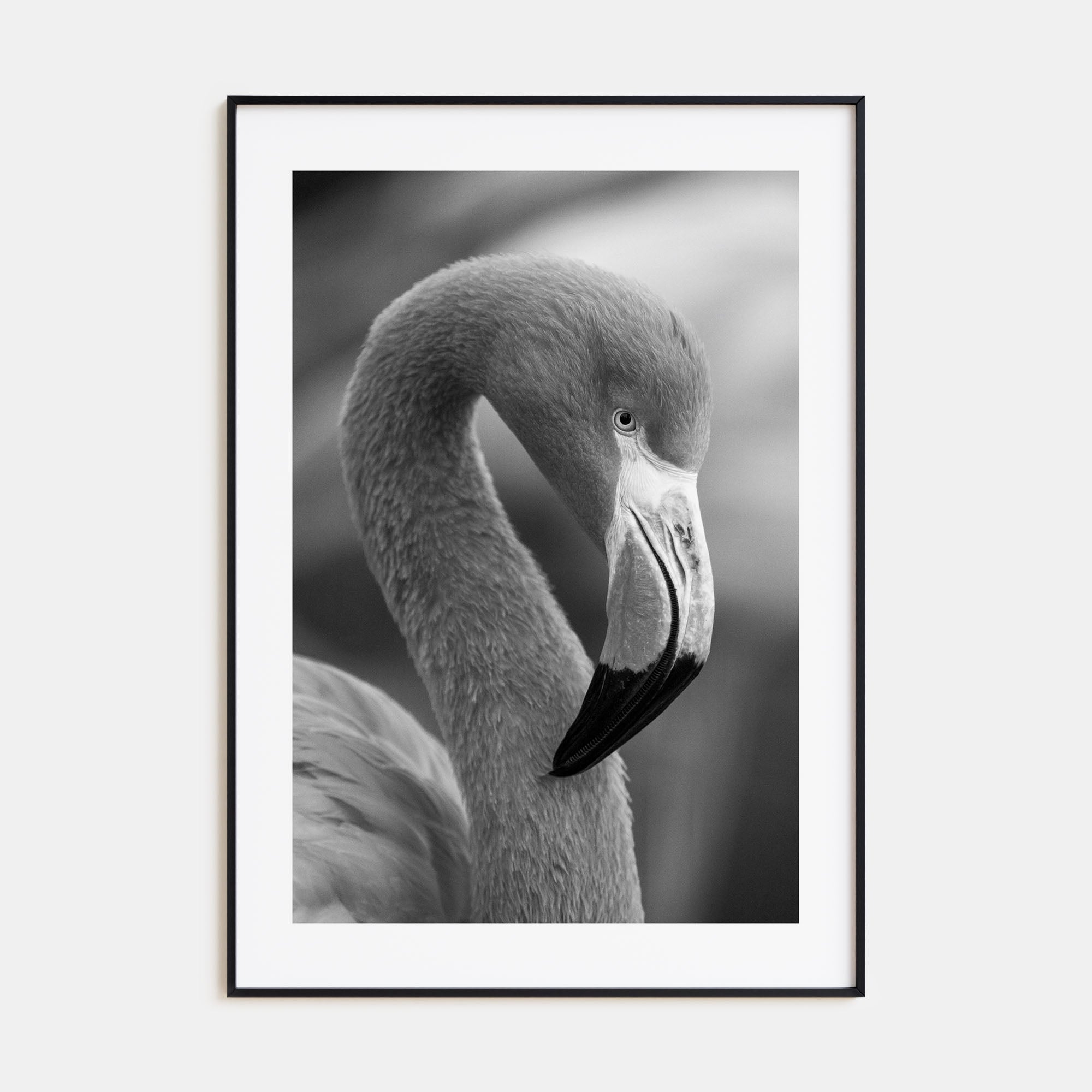Flamingo Photo B&W Poster