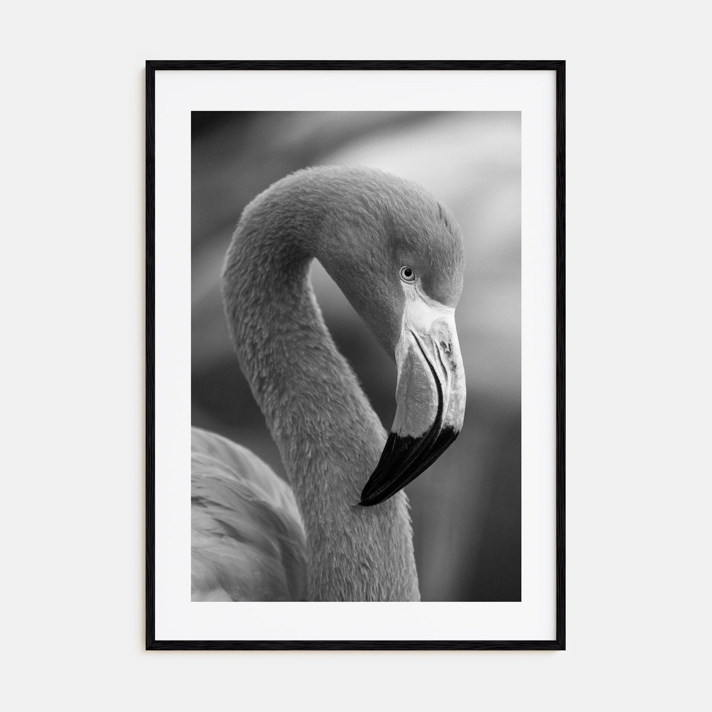 Flamingo Photo B&W Poster