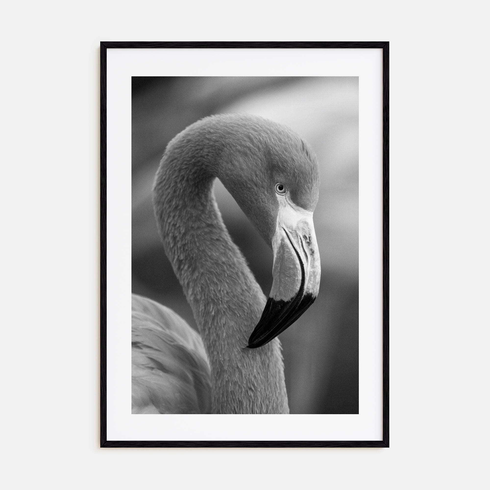 Flamingo Photo B&W Poster
