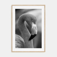 Flamingo Photo B&W Poster