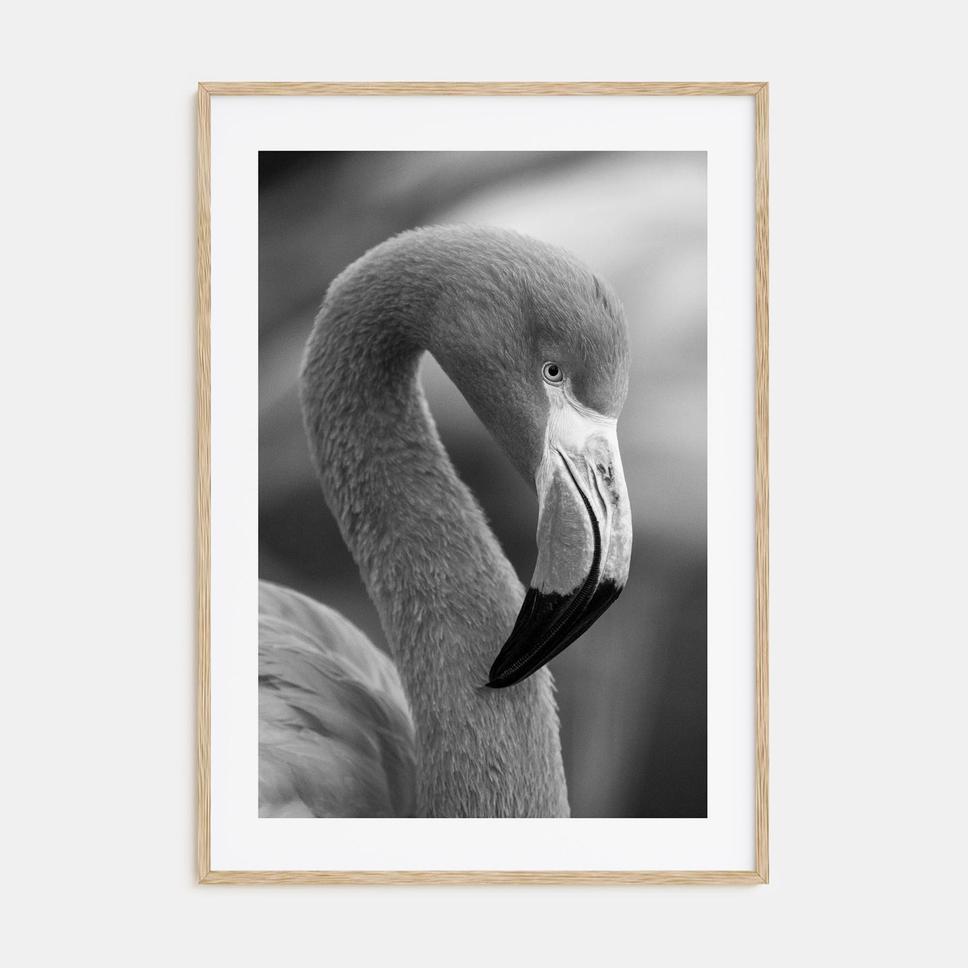 Flamingo Photo B&W Poster