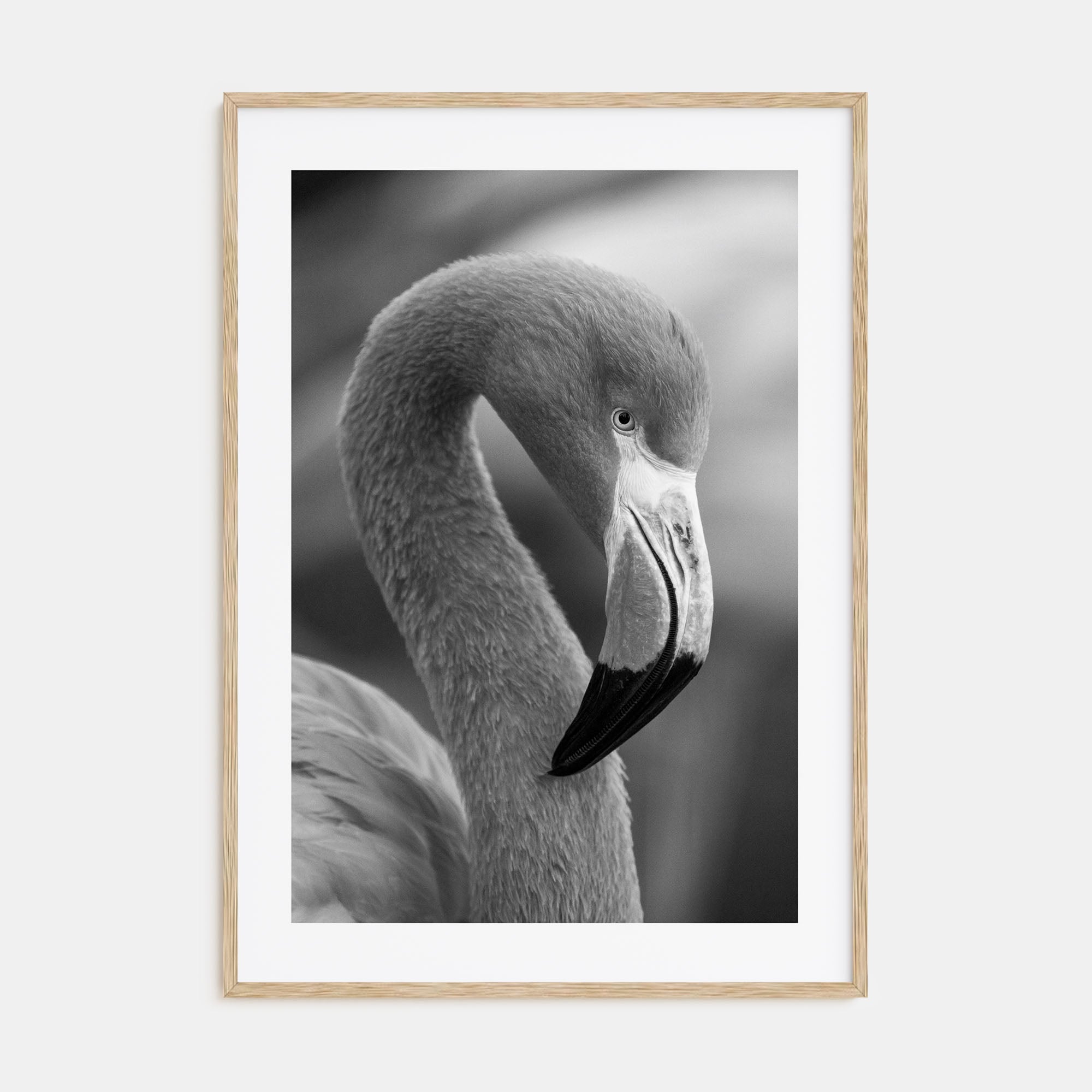 Flamingo Photo B&W Poster