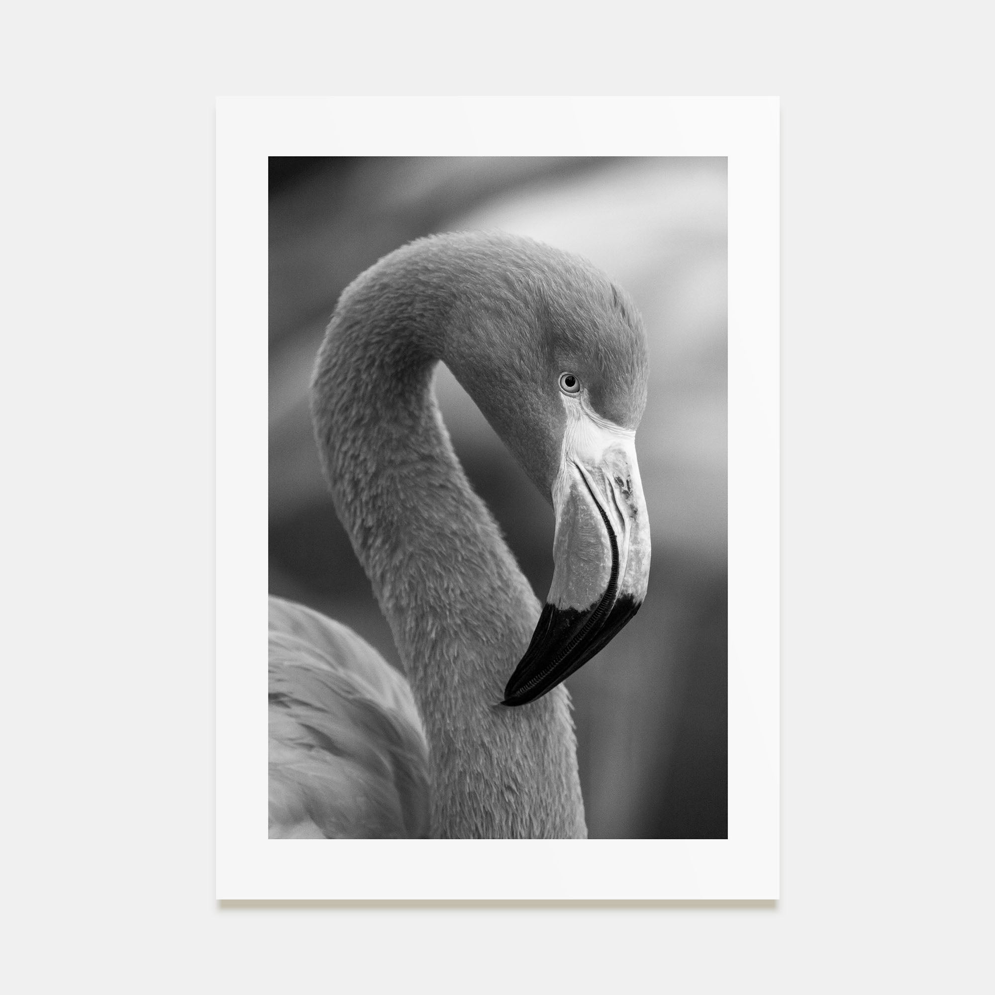 Flamingo Photo B&W Poster