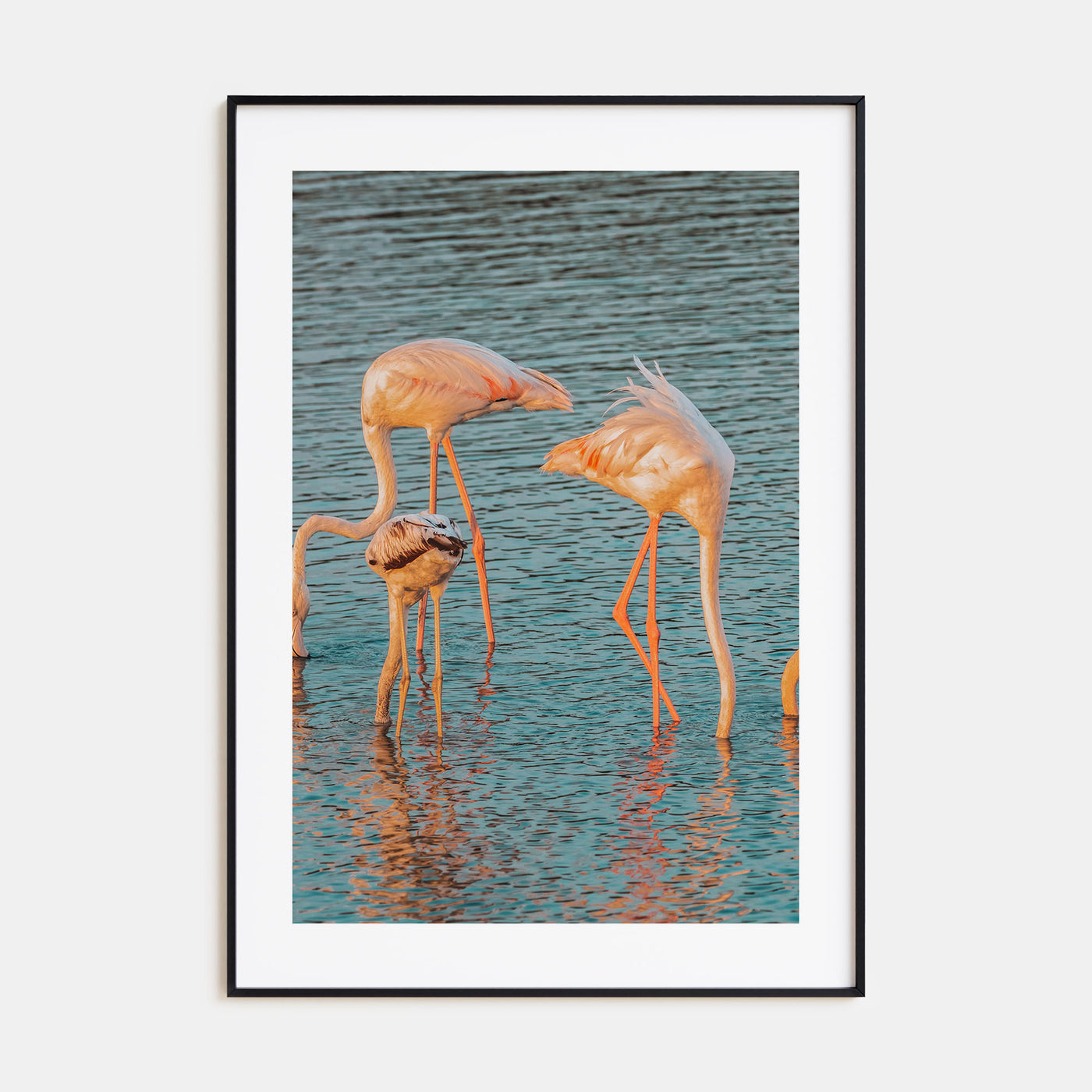 Flamingo Photo Color No 1 Poster