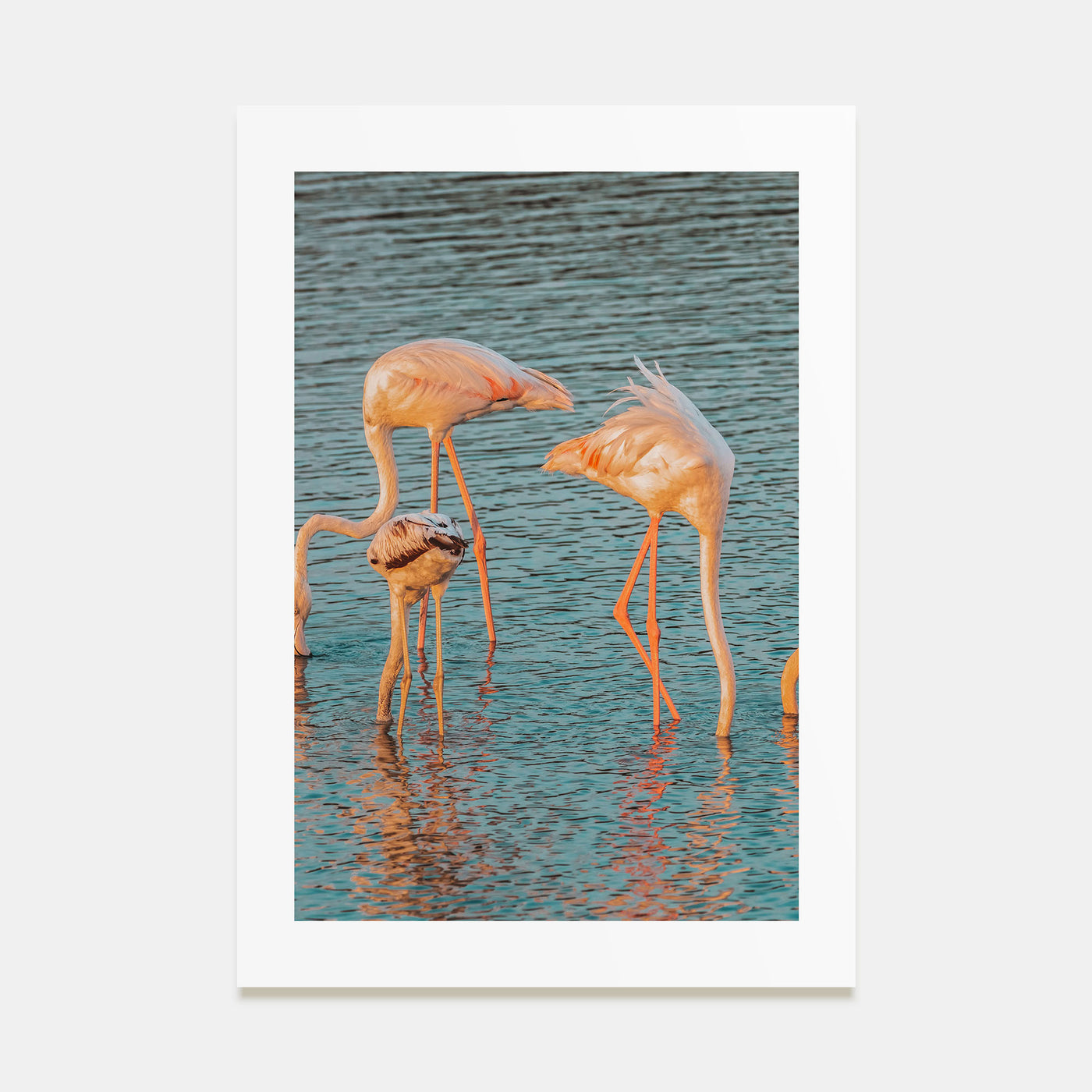 Flamingo Photo Color No 1 Poster