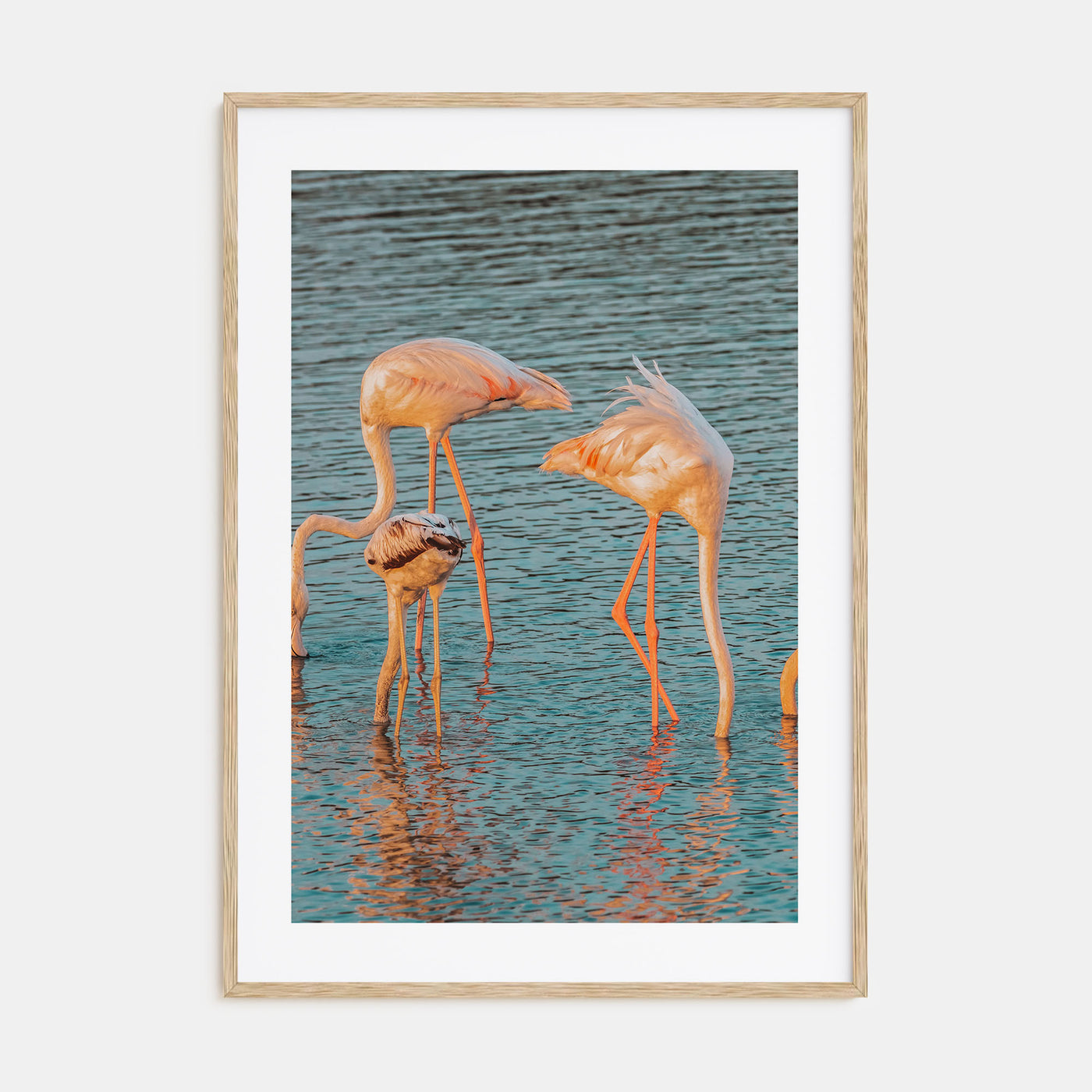 Flamingo Photo Color No 1 Poster
