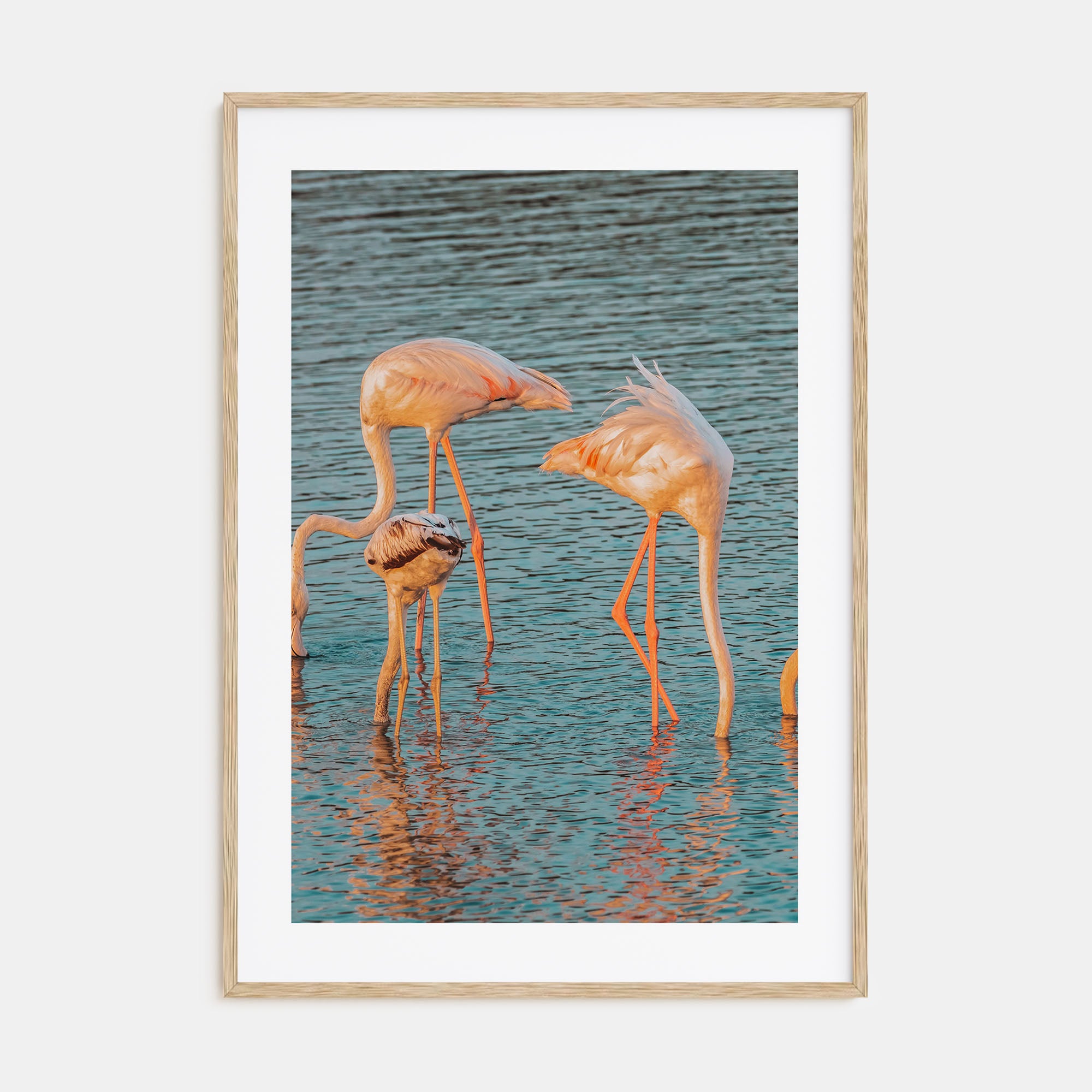 Flamingo Photo Color No 1 Poster