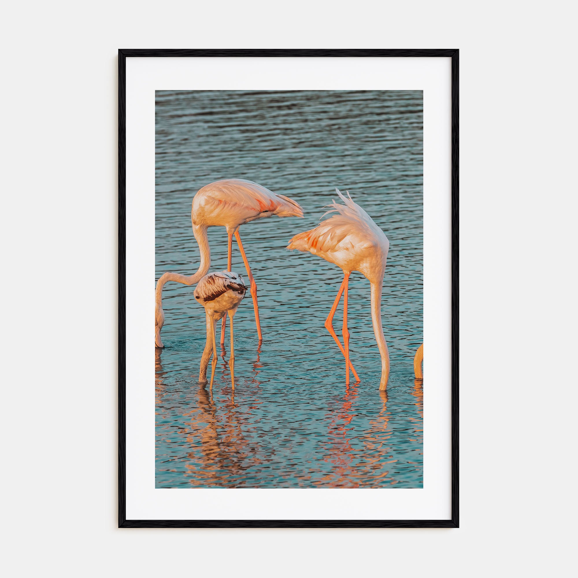 Flamingo Photo Color No 1 Poster