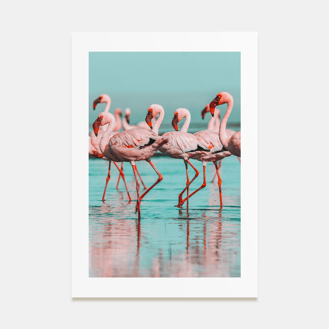 Flamingo Photo Color No 2 Poster