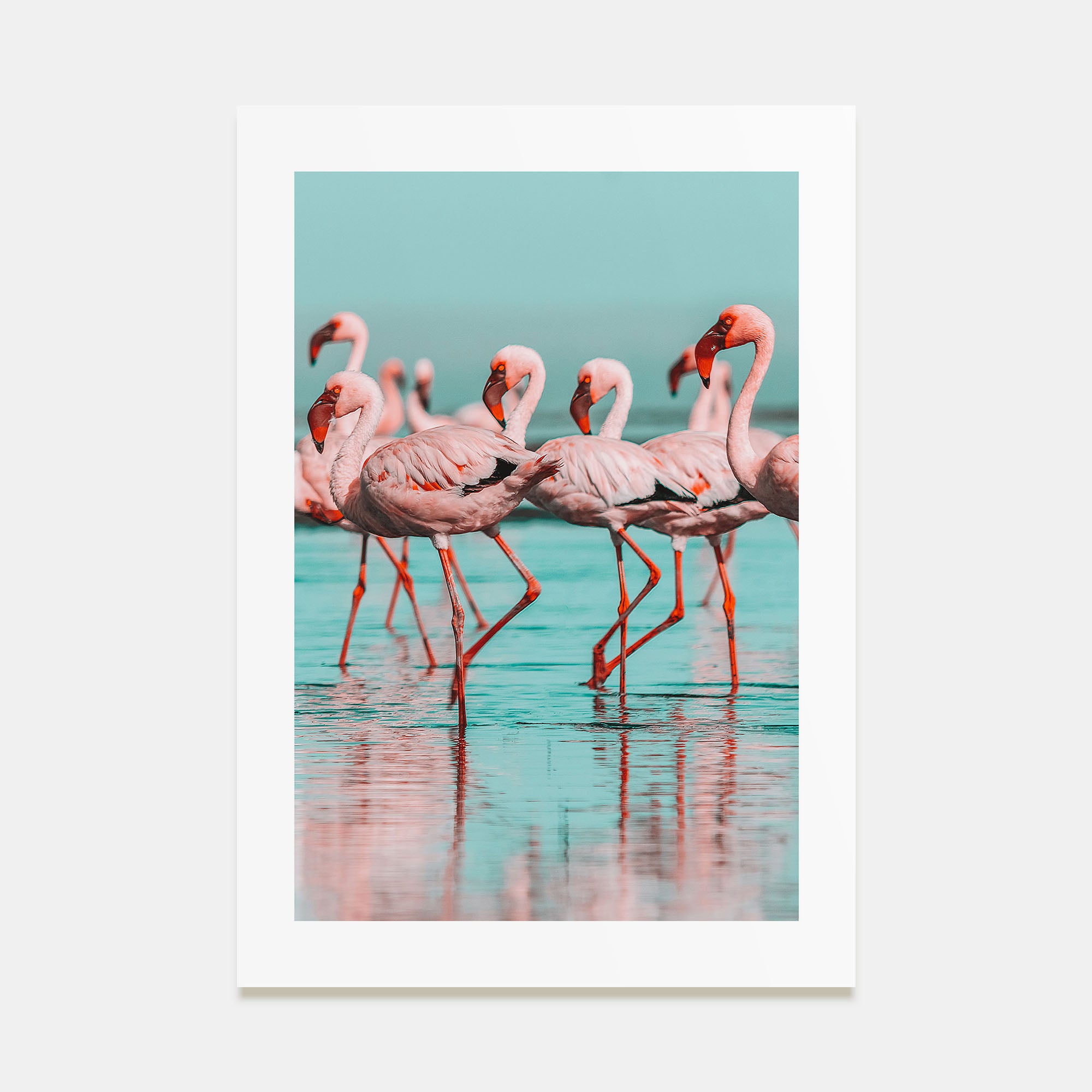 Flamingo Photo Color No 2 Poster