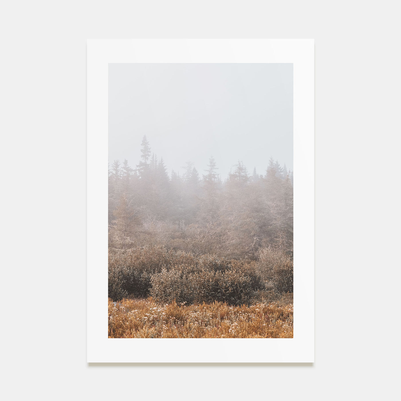Foggy Forest Photo Color No 3 Poster