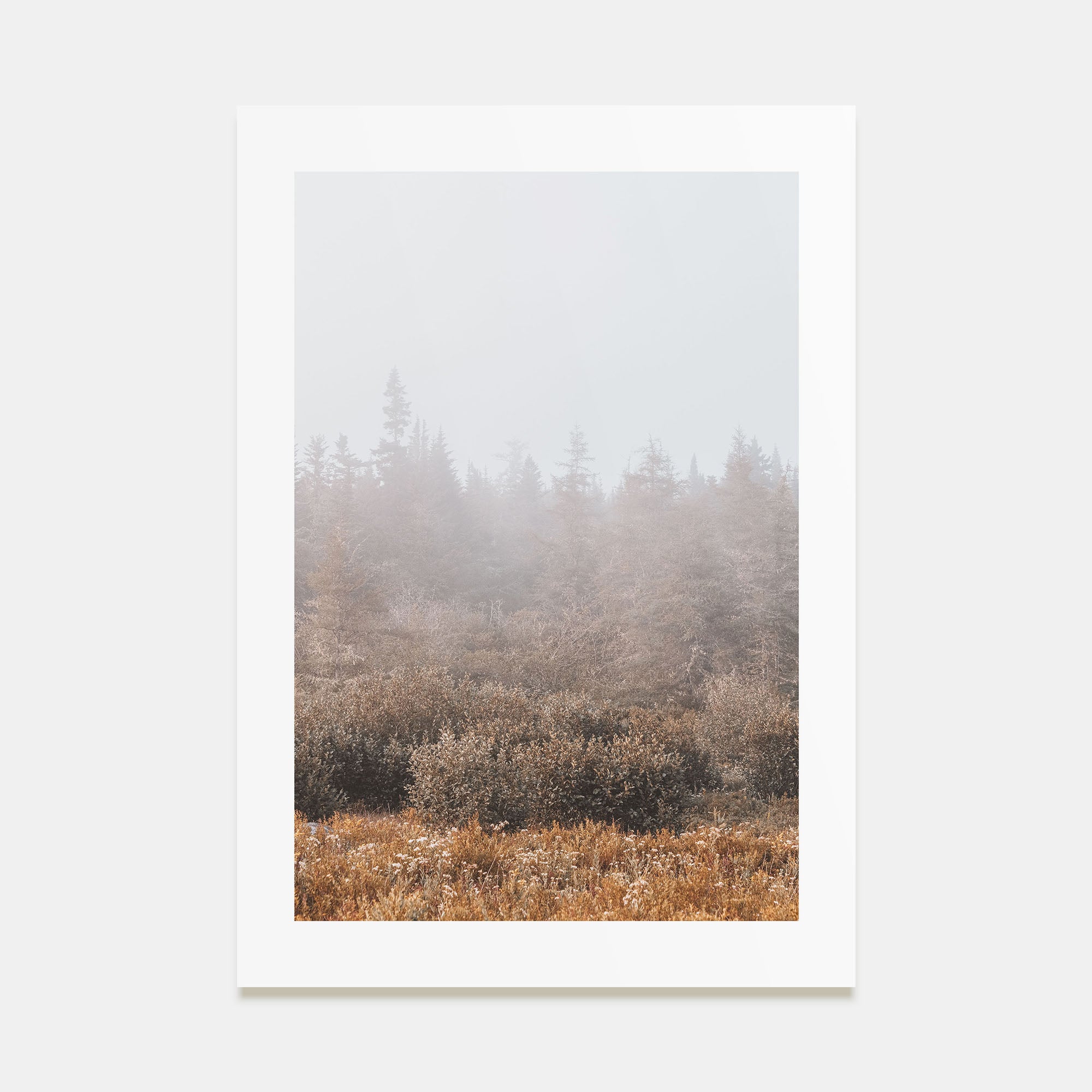 Foggy Forest Photo Color No 3 Poster