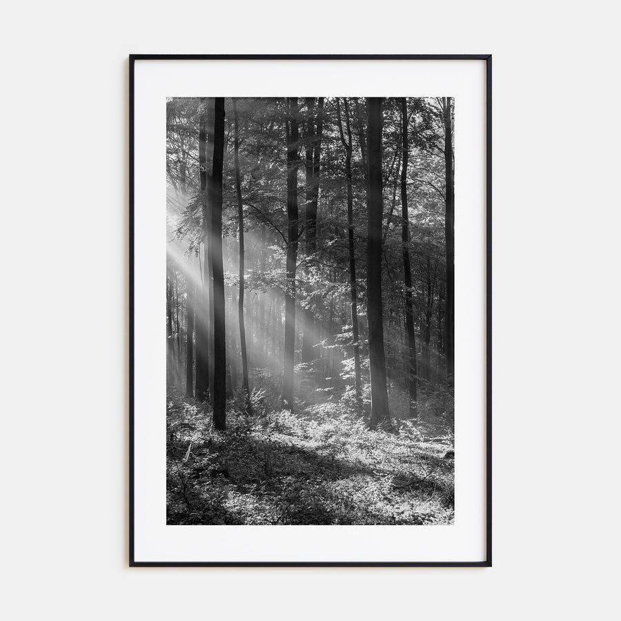 Forest Photo B&W Poster