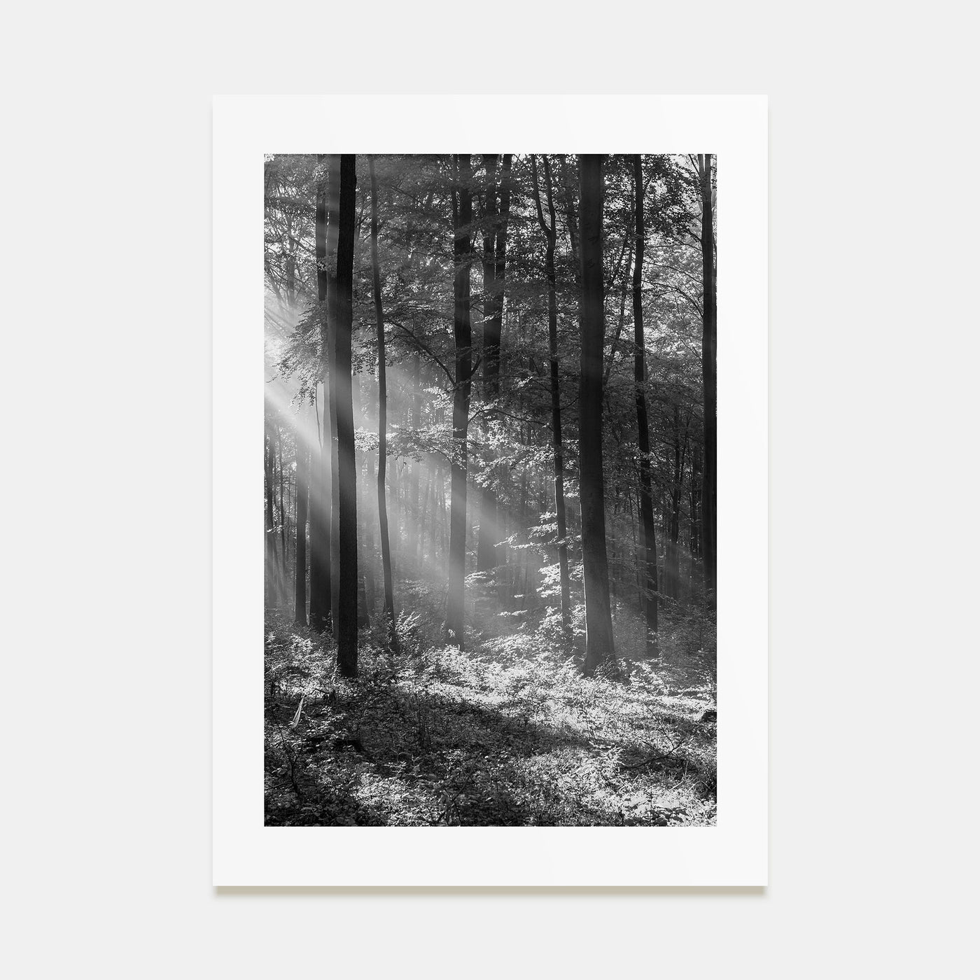 Forest Photo B&W Poster