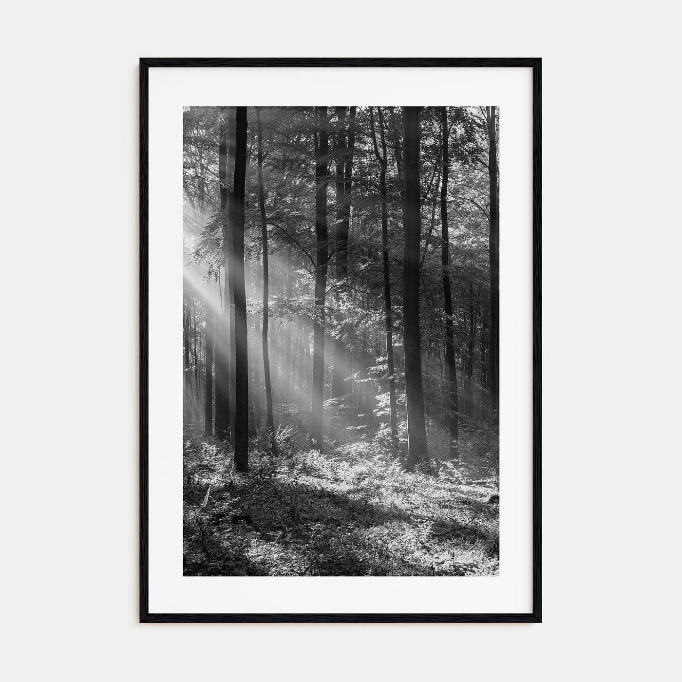 Forest Photo B&W Poster