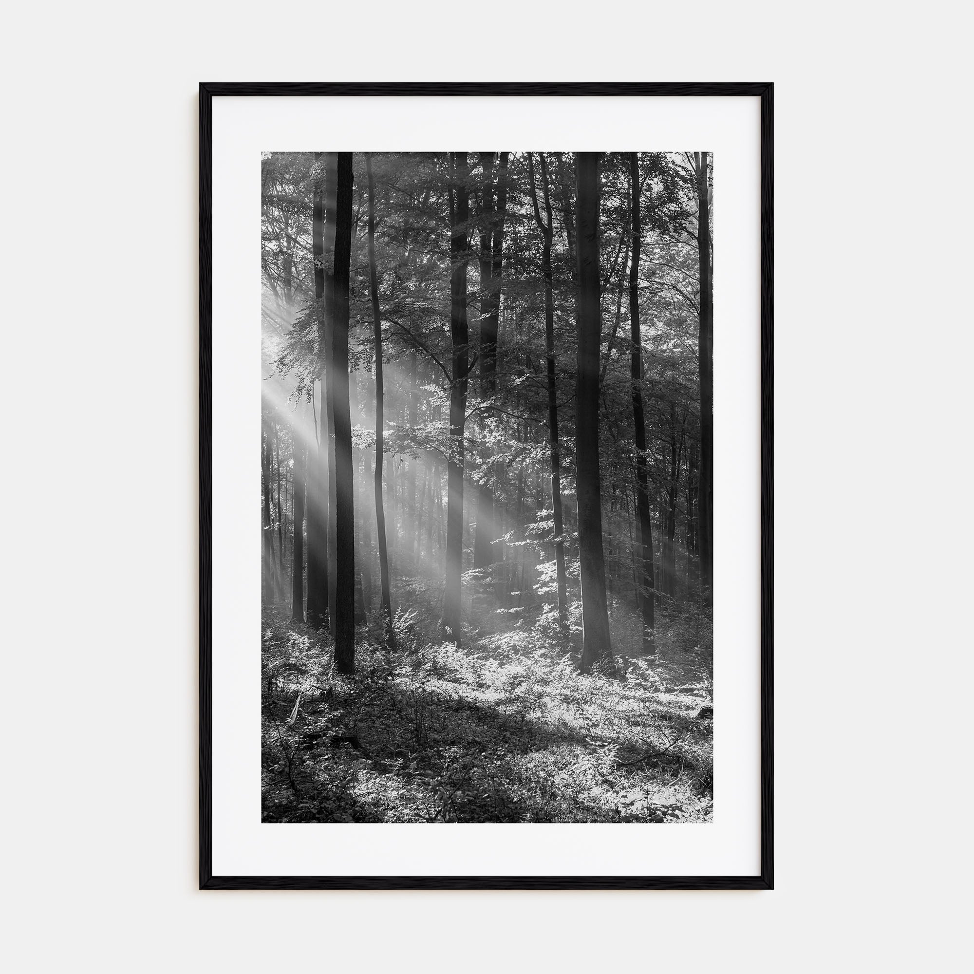 Forest Photo B&W Poster