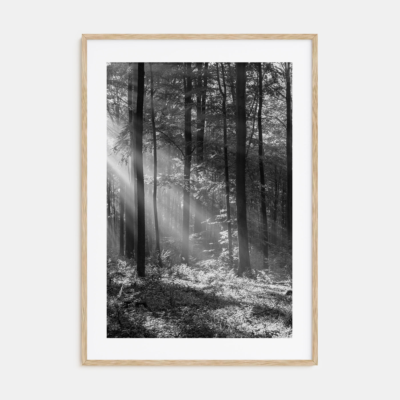 Forest Photo B&W Poster