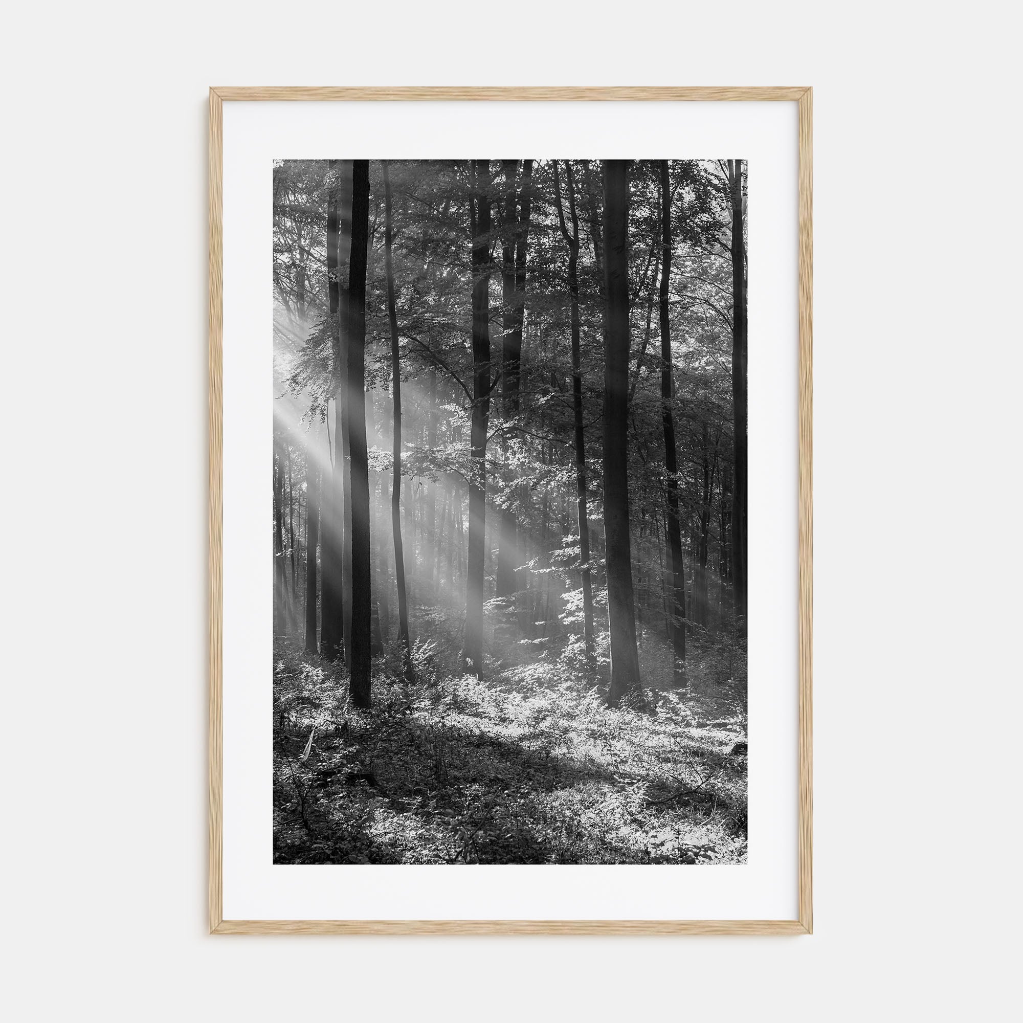 Forest Photo B&W Poster