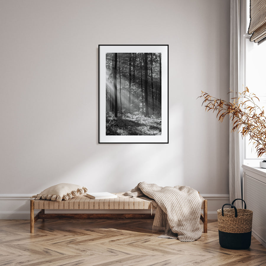 Forest Photo B&W Poster