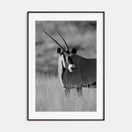 Gazella Photo B&W Poster