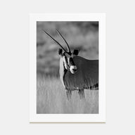 Gazella Photo B&W Poster