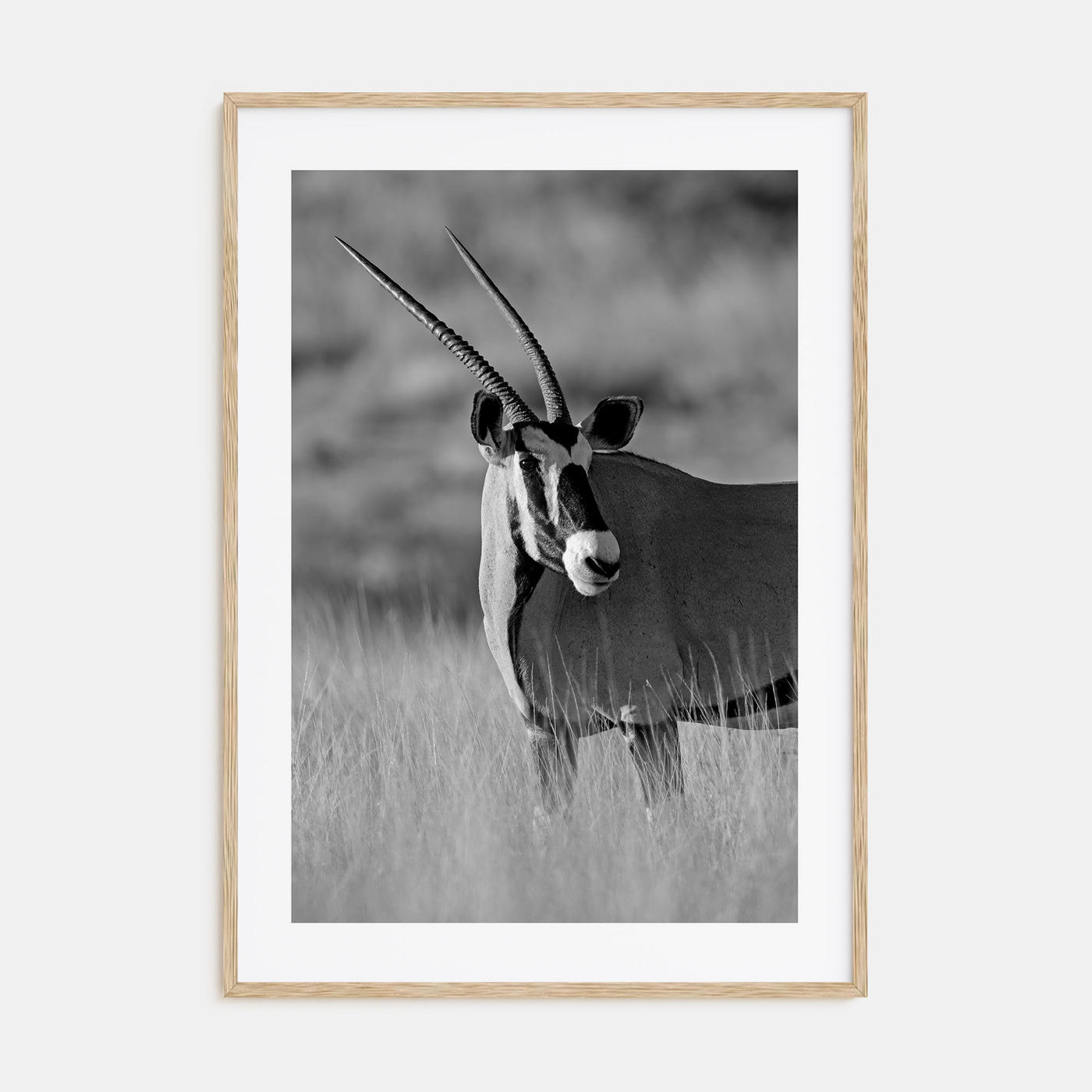Gazella Photo B&W Poster