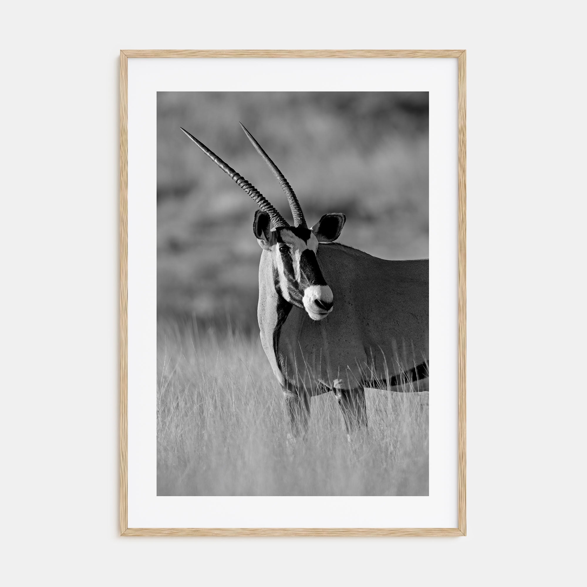 Gazella Photo B&W Poster