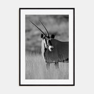 Gazella Photo B&W Poster