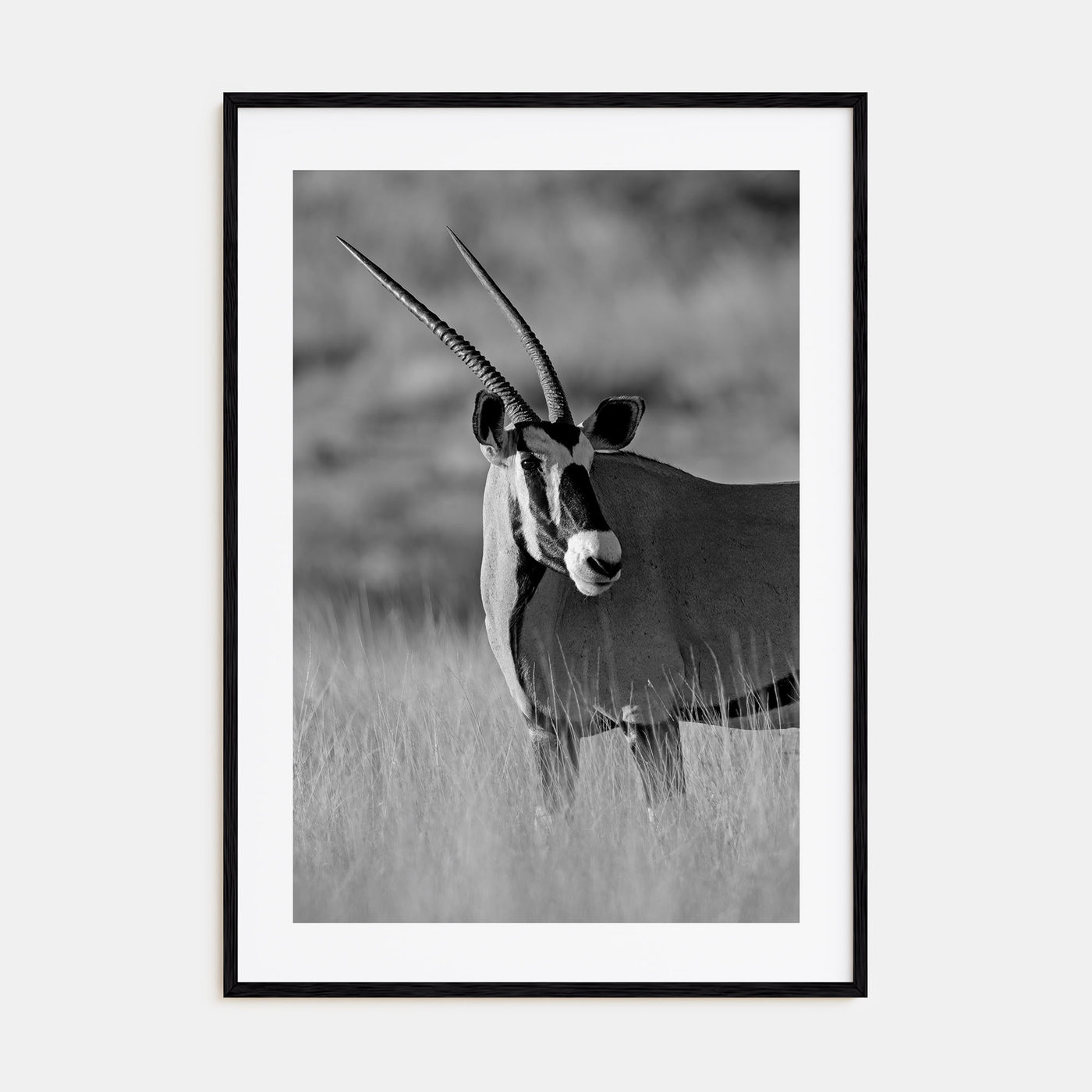 Gazella Photo B&W Poster