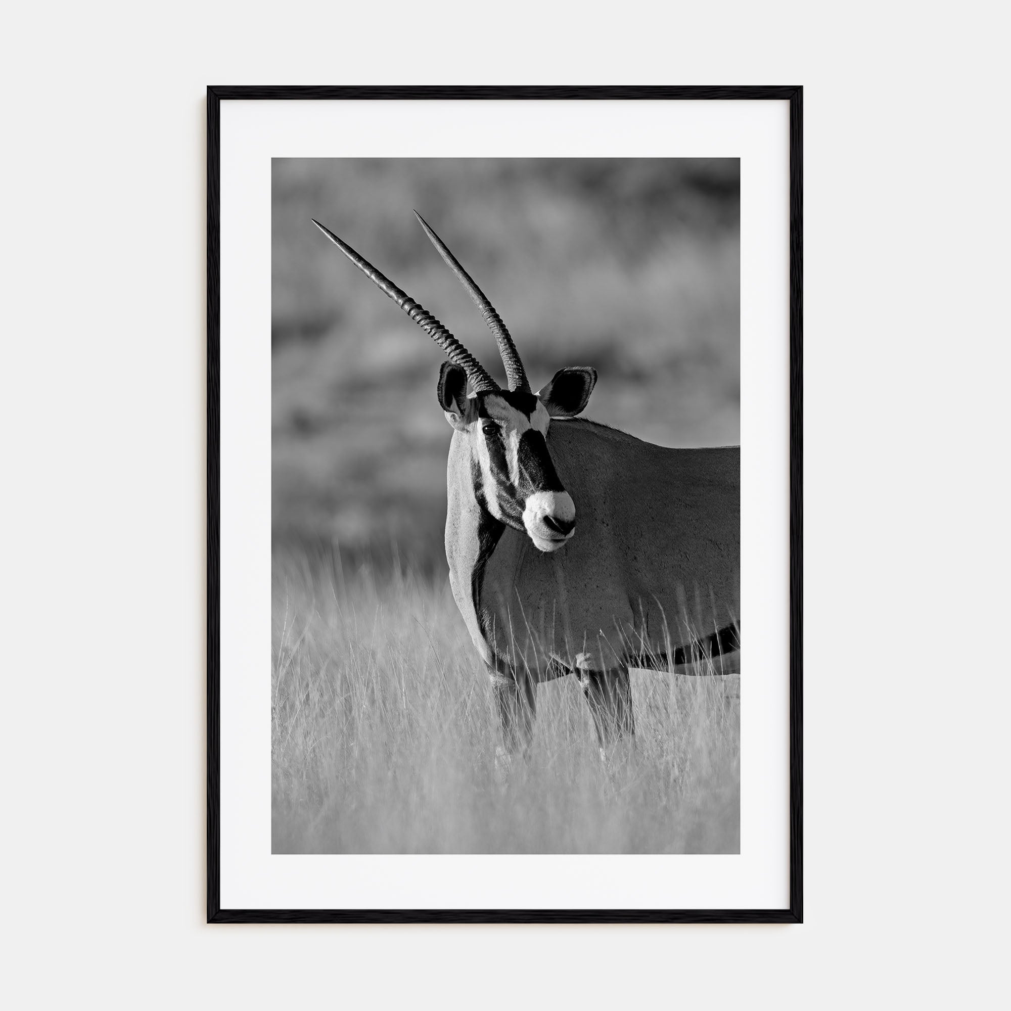 Gazella Photo B&W Poster