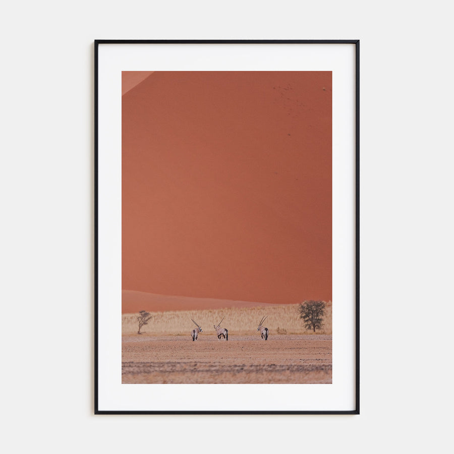 Gazella Photo Color Poster