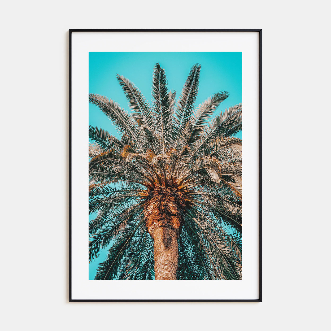 Giant Palm Tree Photo Color Poster