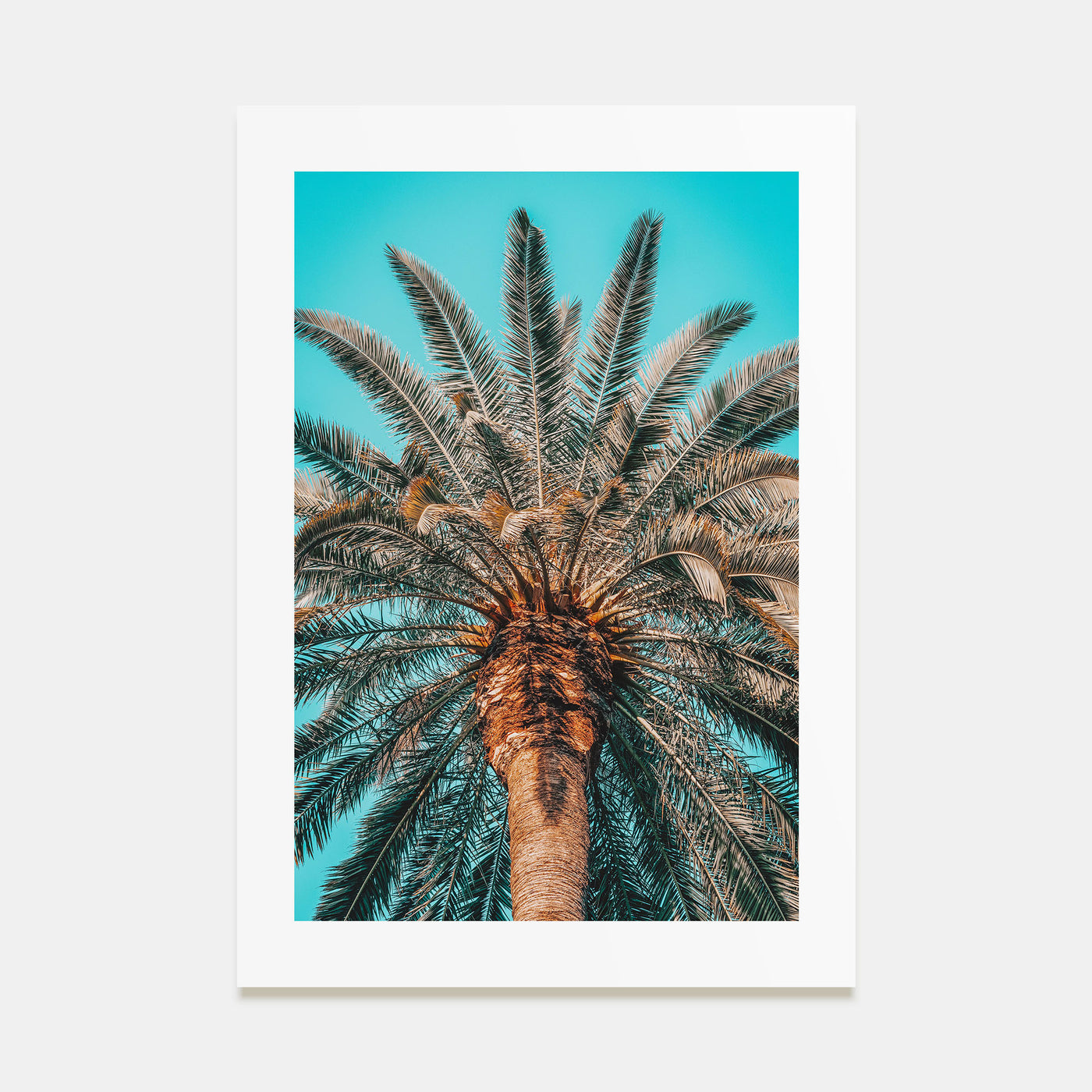 Giant Palm Tree Photo Color Poster