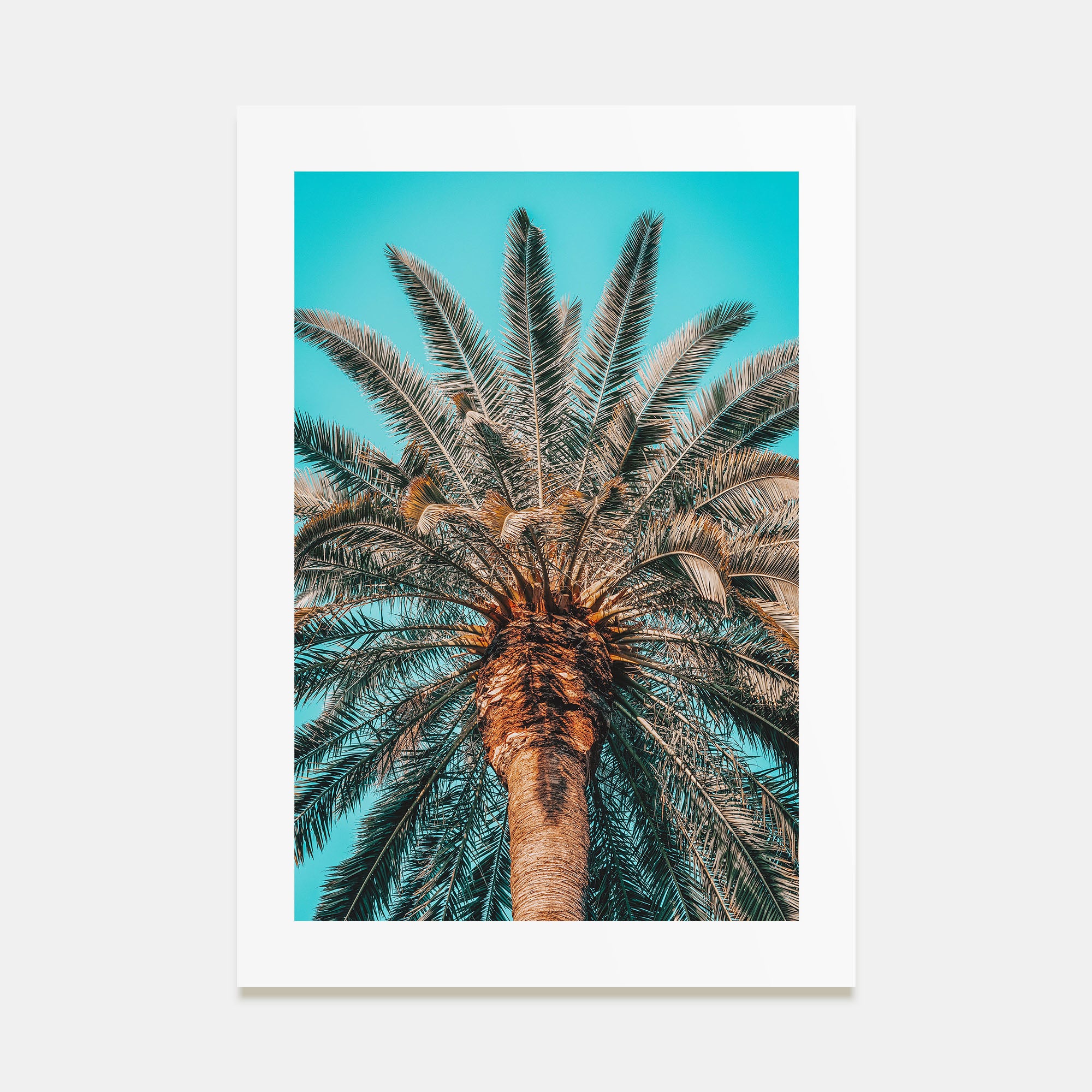 Giant Palm Tree Photo Color Poster