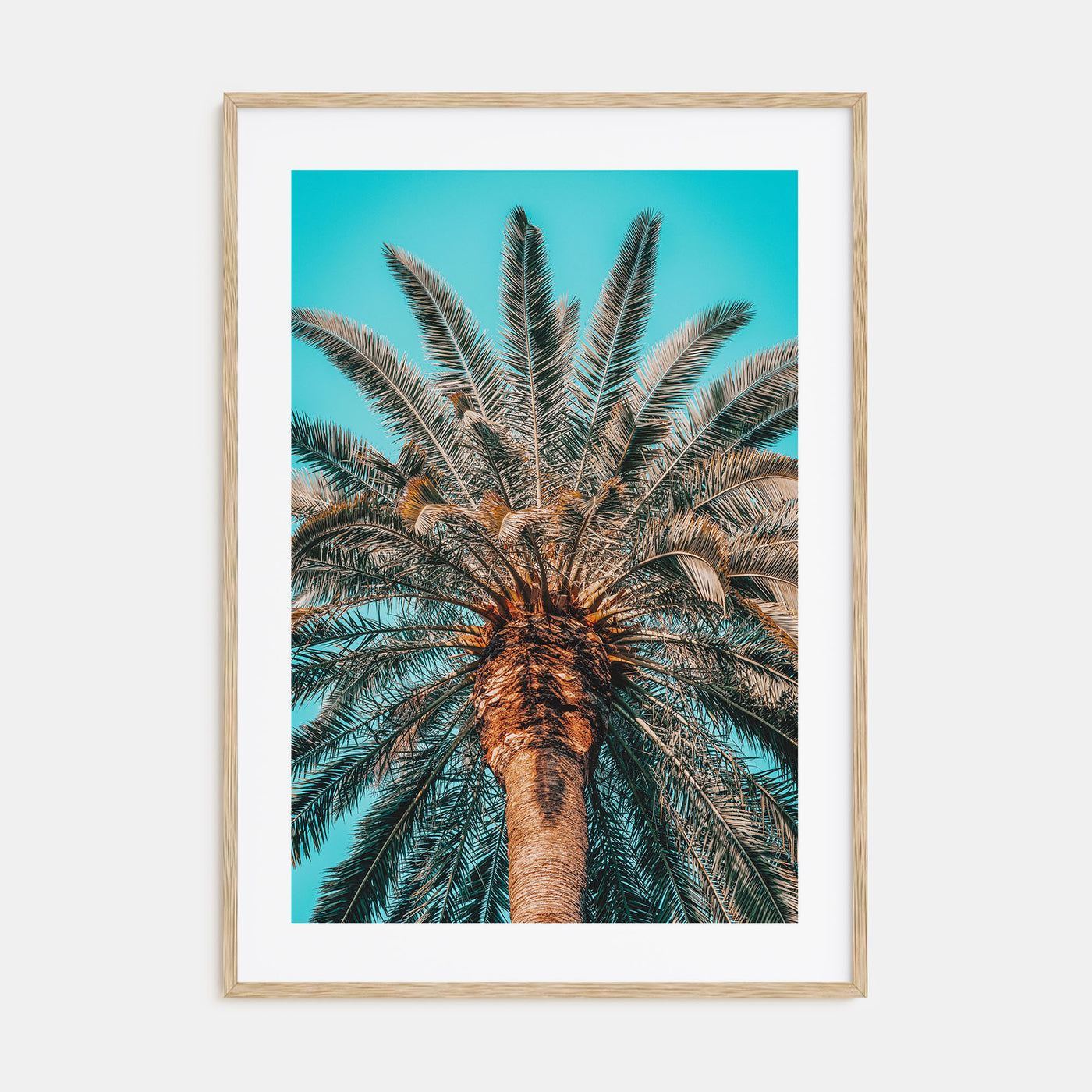 Giant Palm Tree Photo Color Poster