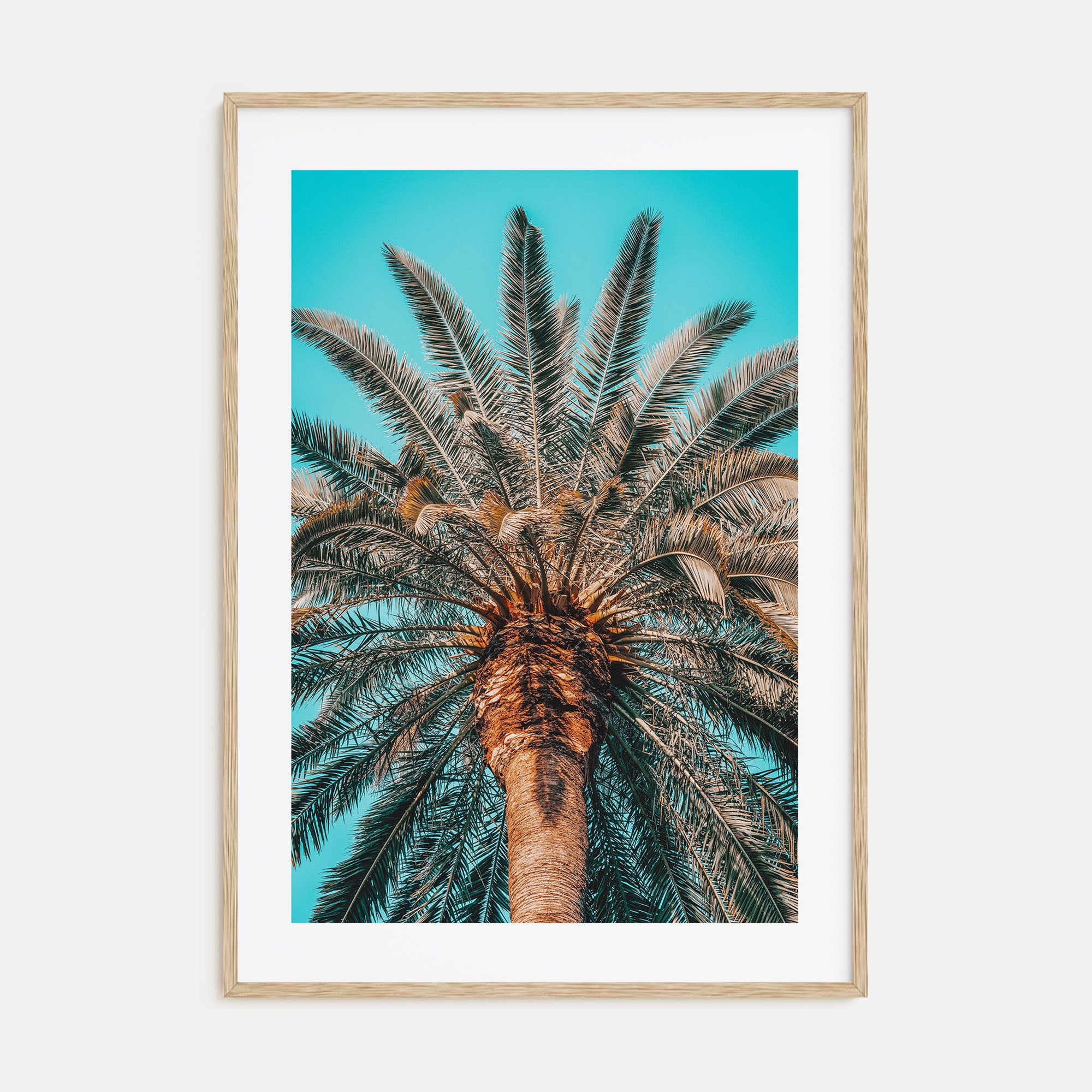 Giant Palm Tree Photo Color Poster